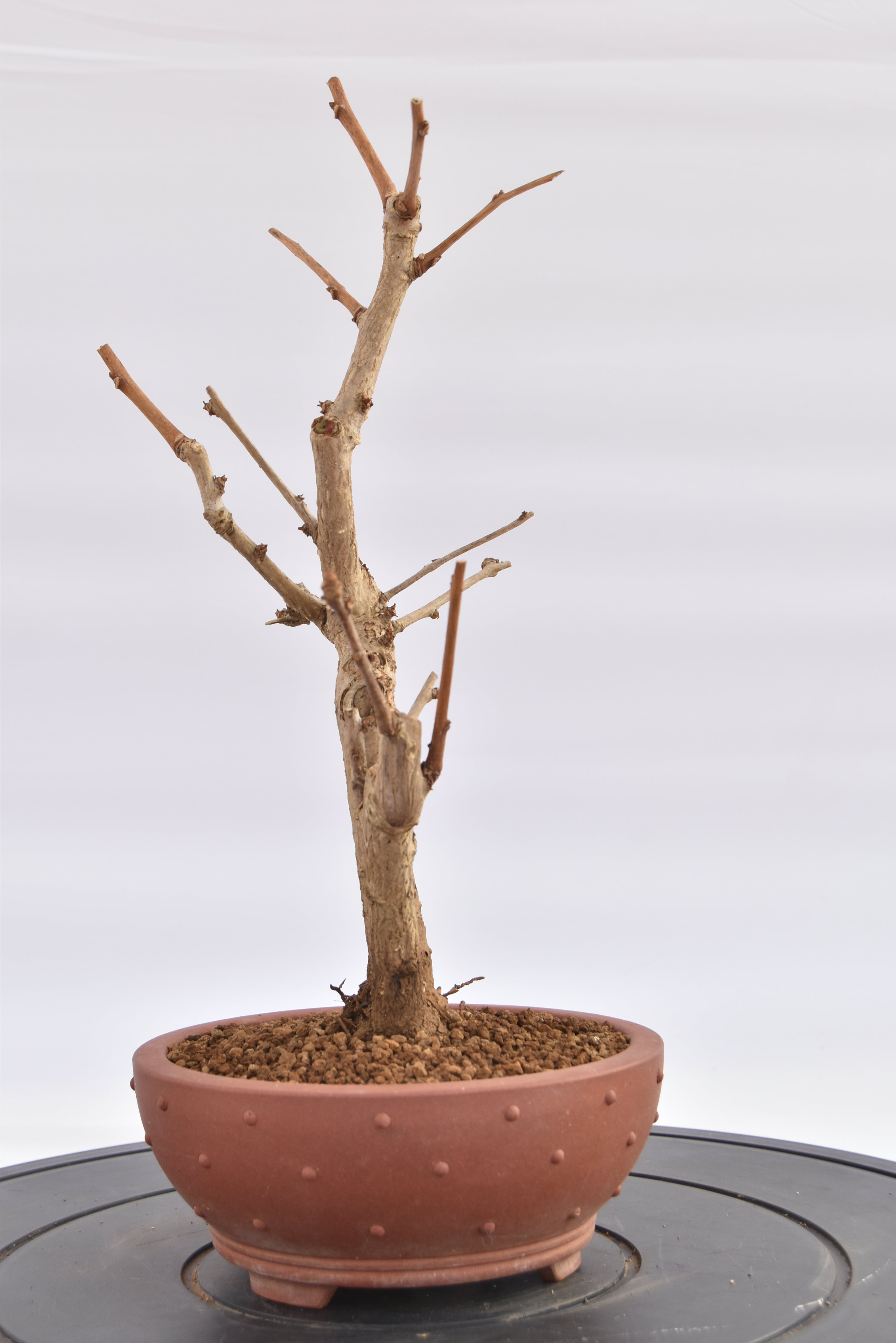 Ginkgo Biloba € 120 | La Gemma del bonsai