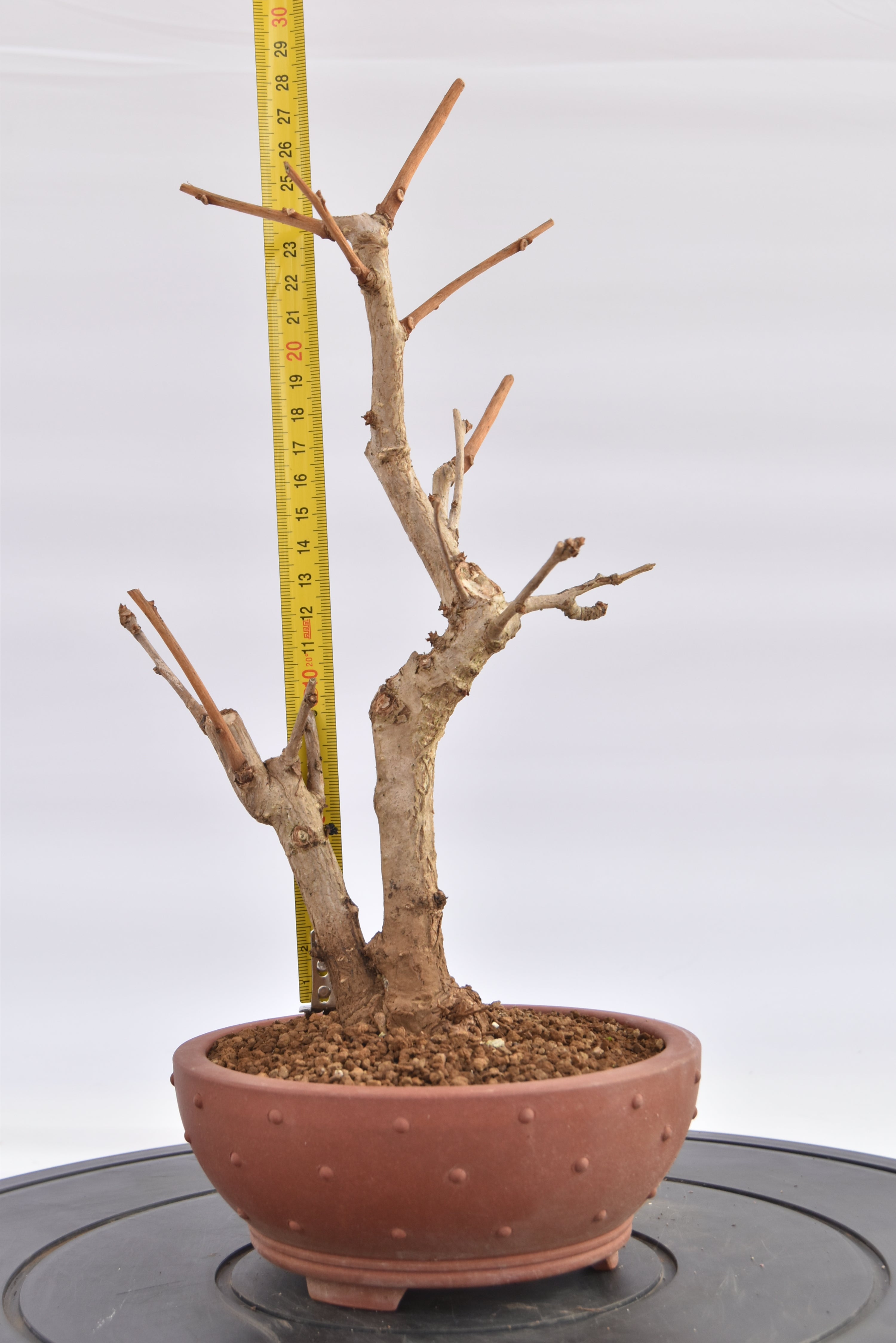 Ginkgo Biloba € 120 | La Gemma del bonsai