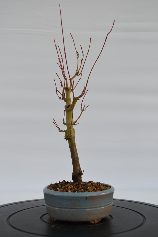 Acero Katsura € 140 | La Gemma del bonsai