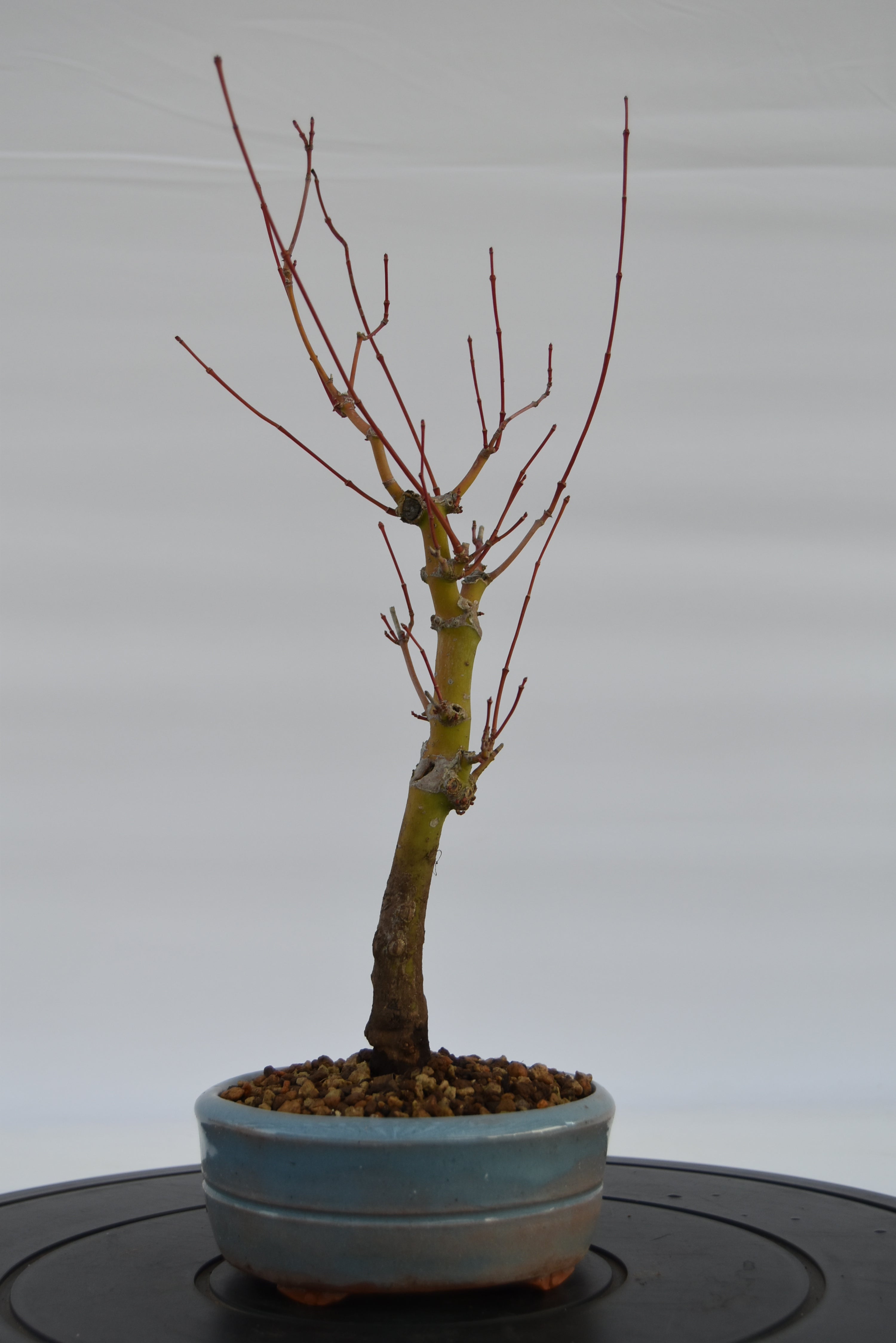 Acero Katsura € 140 | La Gemma del bonsai