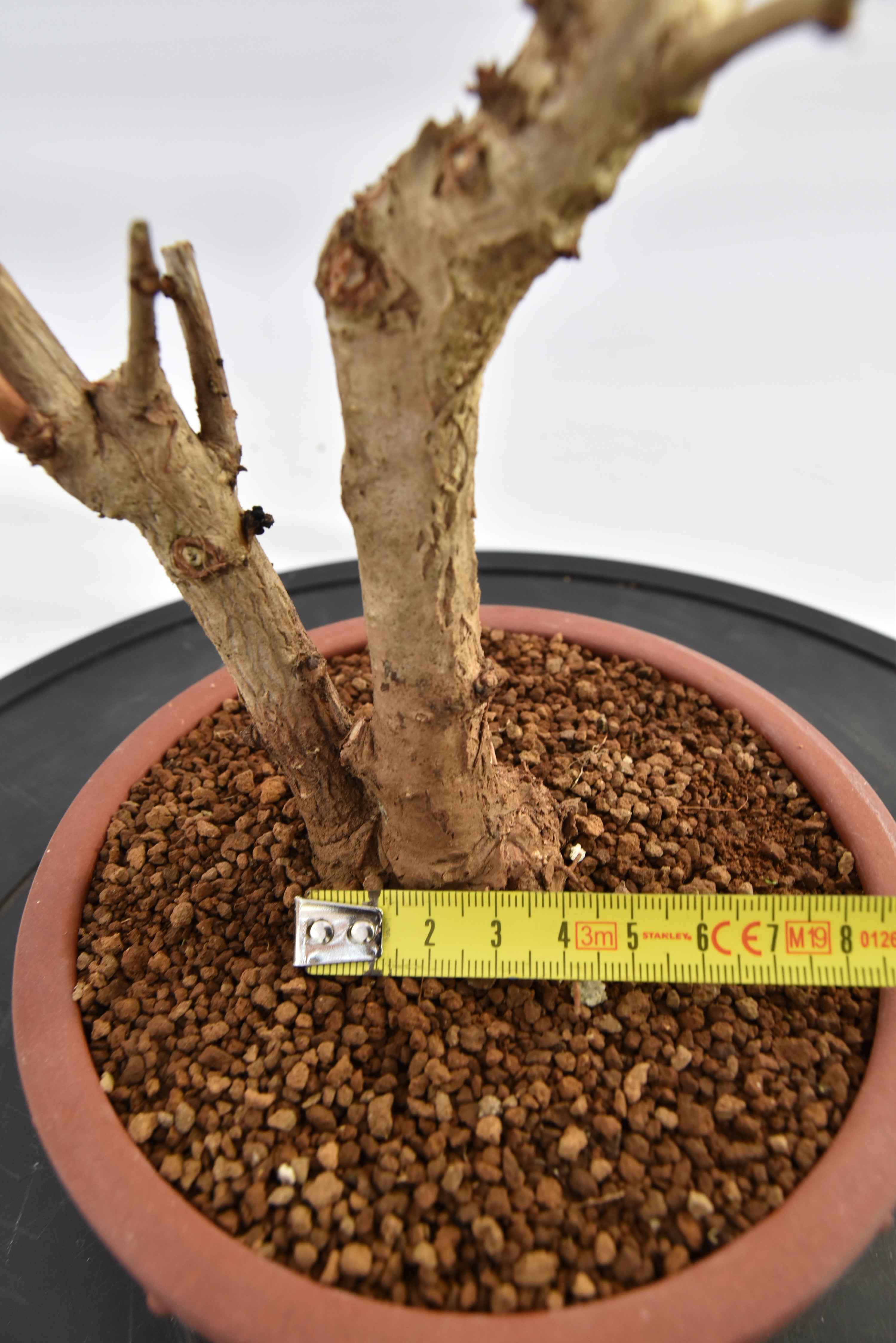 Ginkgo Biloba € 120 | La Gemma del bonsai