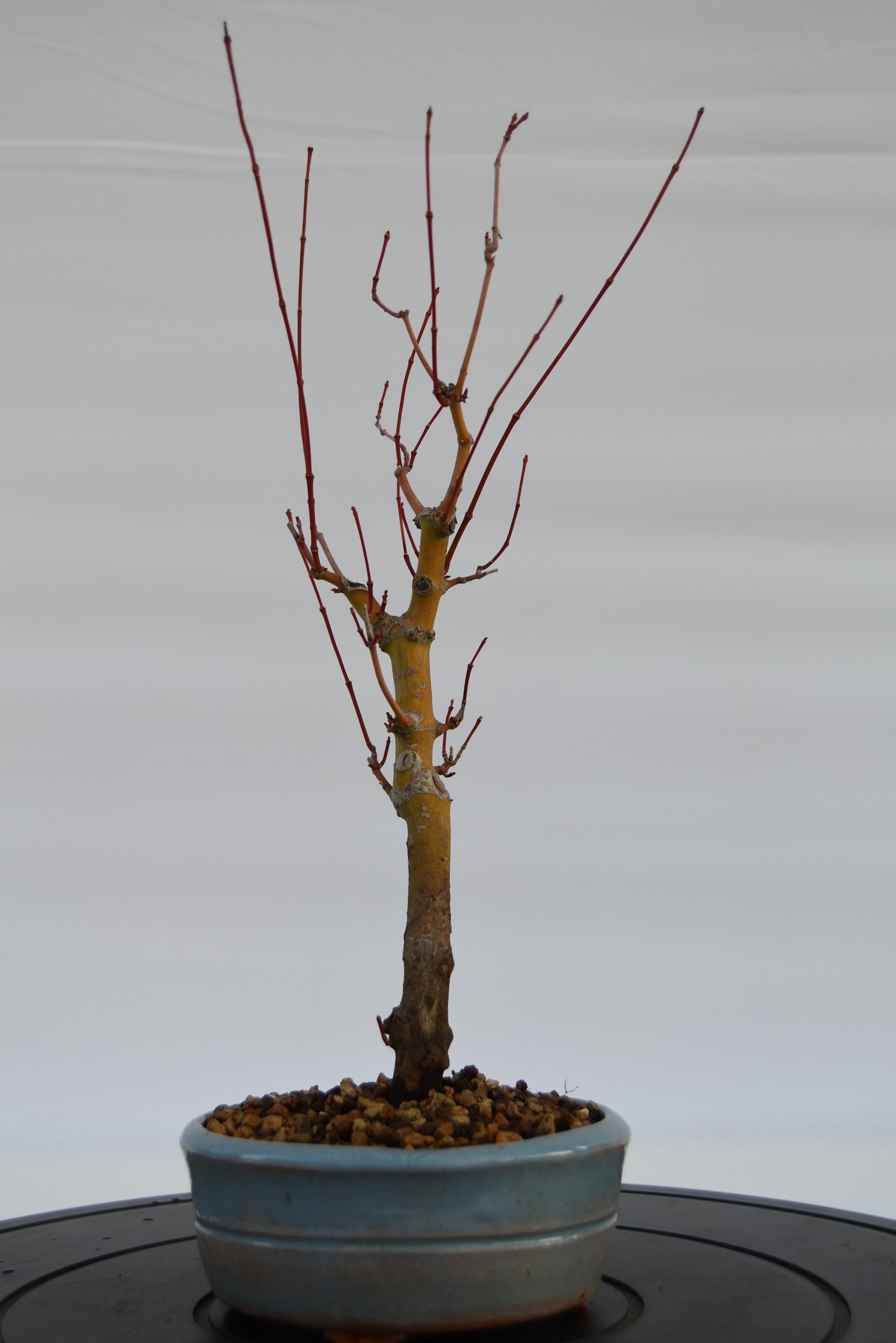 Acero Katsura € 140 | La Gemma del bonsai