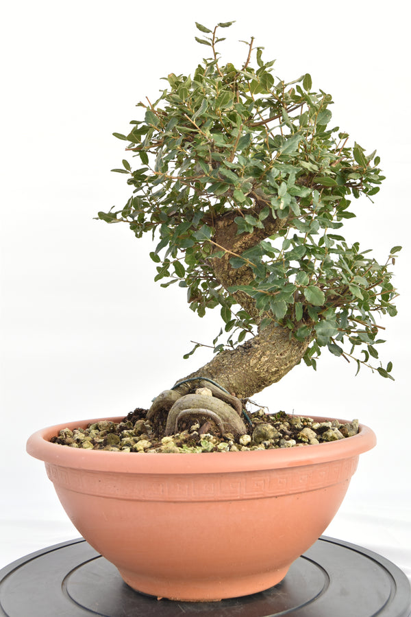 Quercia Sughera €380 | La Gemma del bonsai