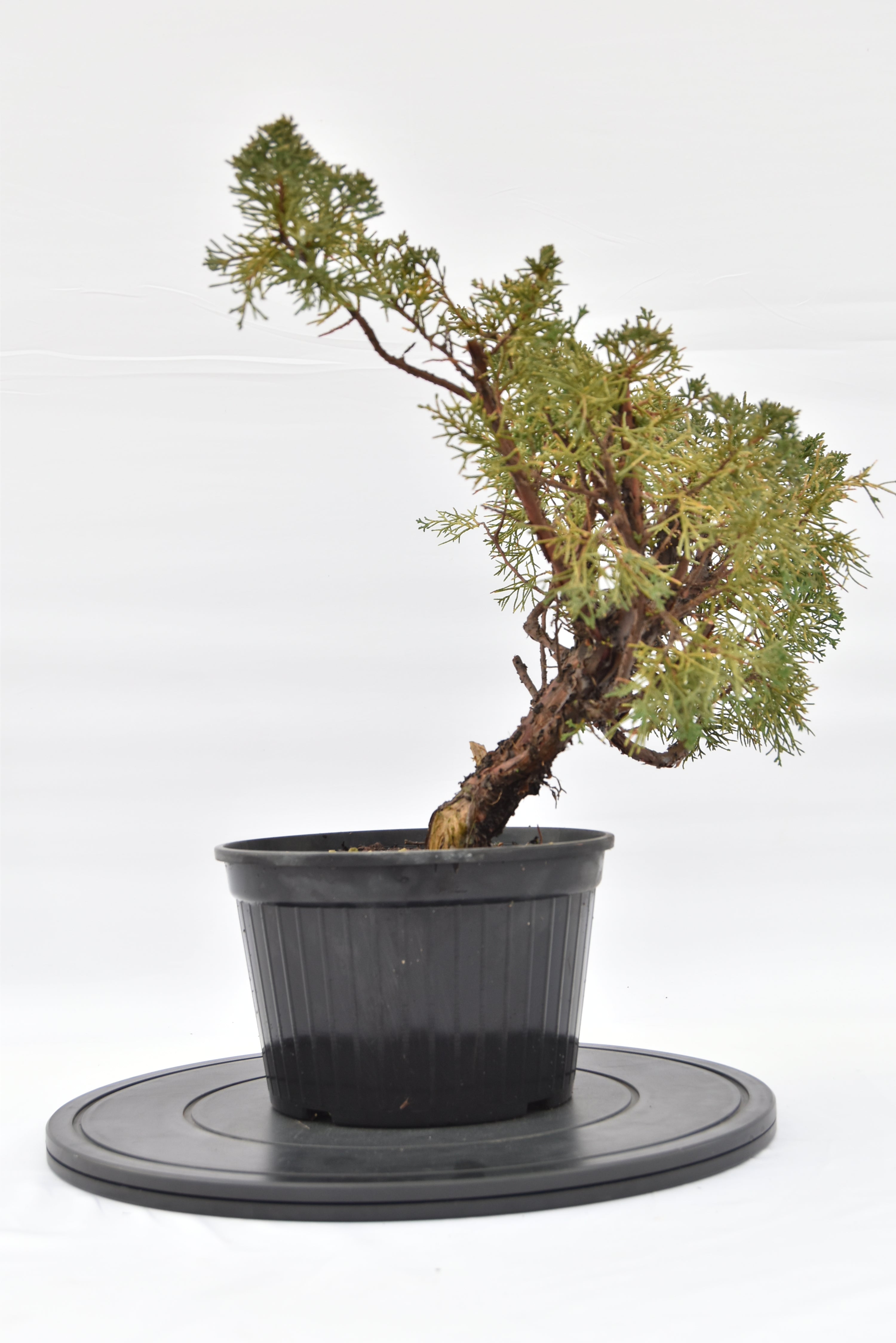 Ginepro Kishu € 100 | La Gemma del bonsai