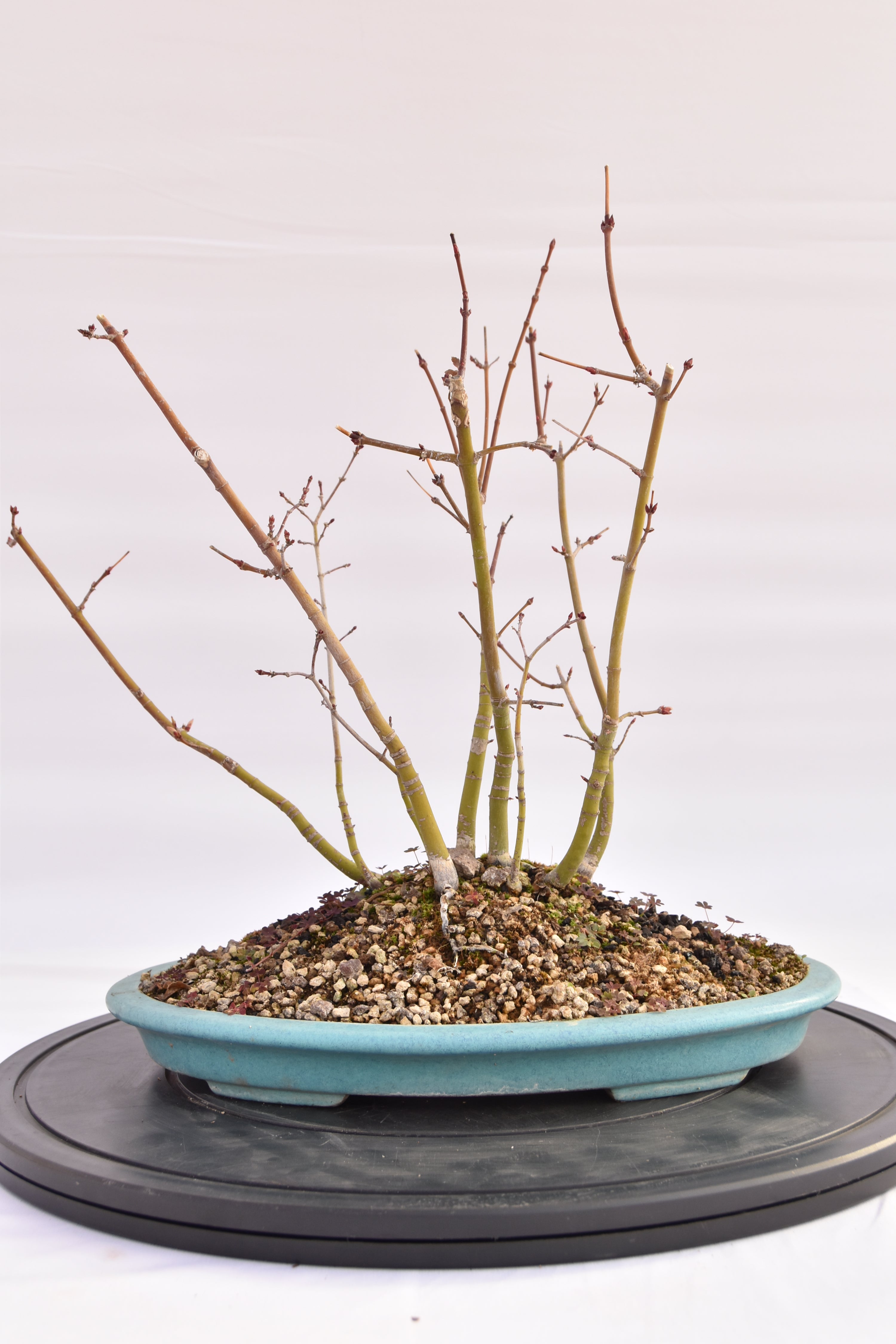 Boschetto Acero Katsura € 160 | La Gemma del bonsai