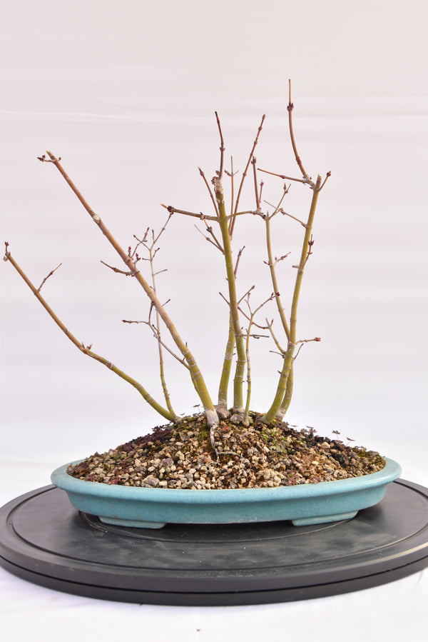 Boschetto Acero Katsura € 160 | La Gemma del bonsai