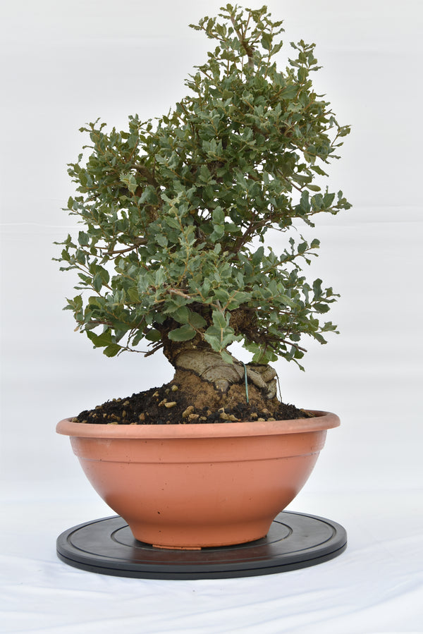 Quercia Sughera € 380 | La Gemma del bonsai