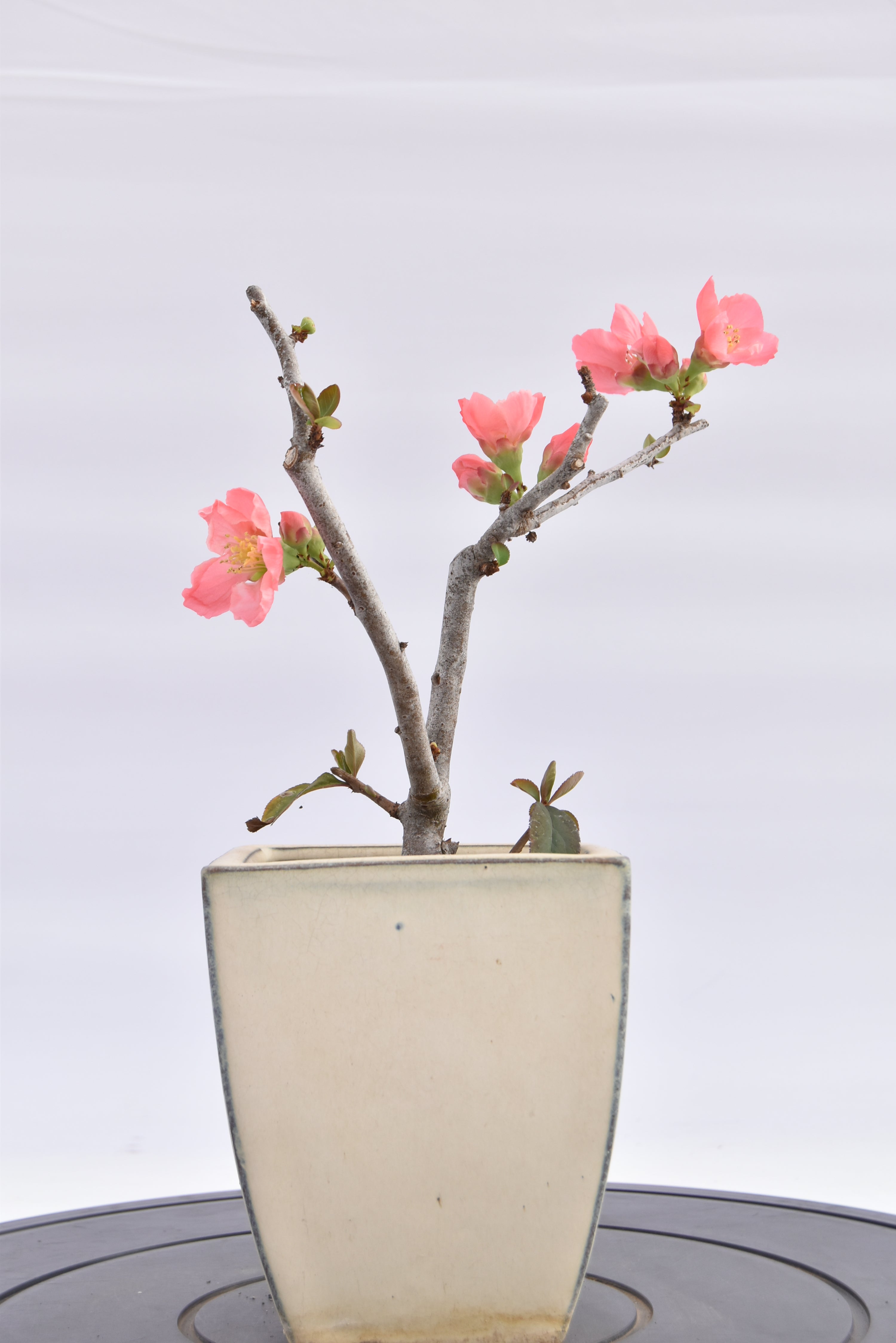 Chaenomeles €70 | La Gemma del bonsai