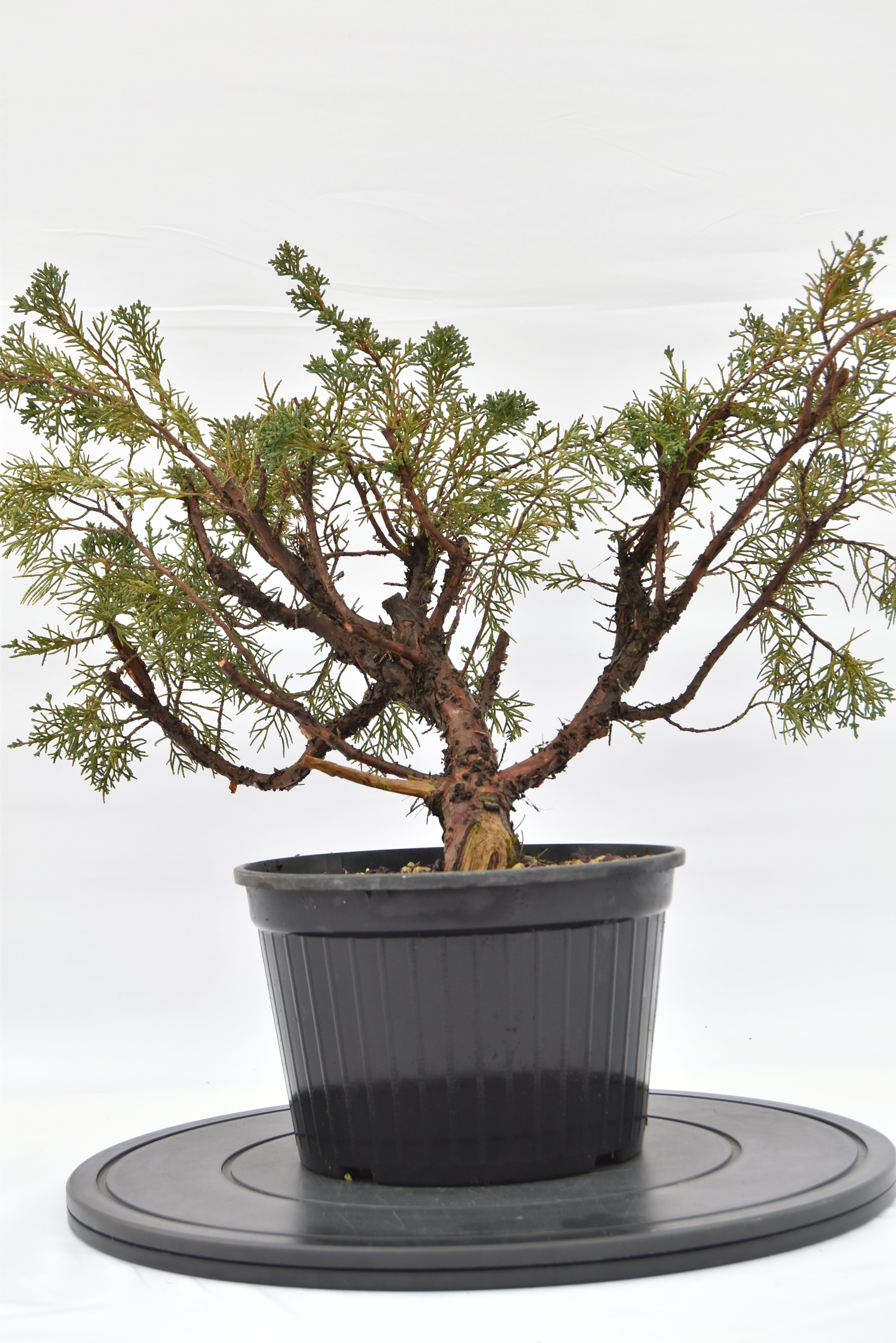 Ginepro Kishu € 100 | La Gemma del bonsai