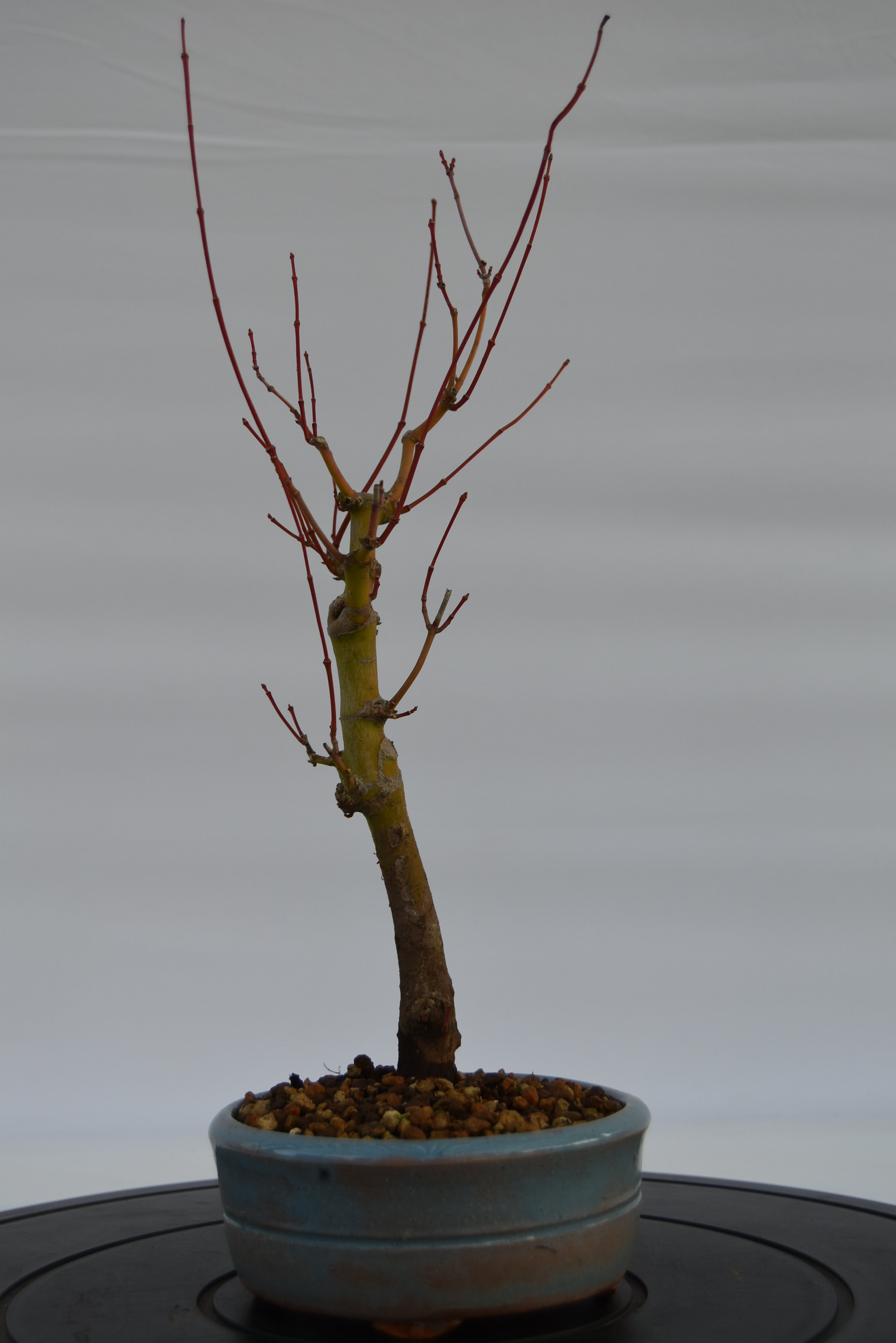 Acero Katsura € 140 | La Gemma del bonsai