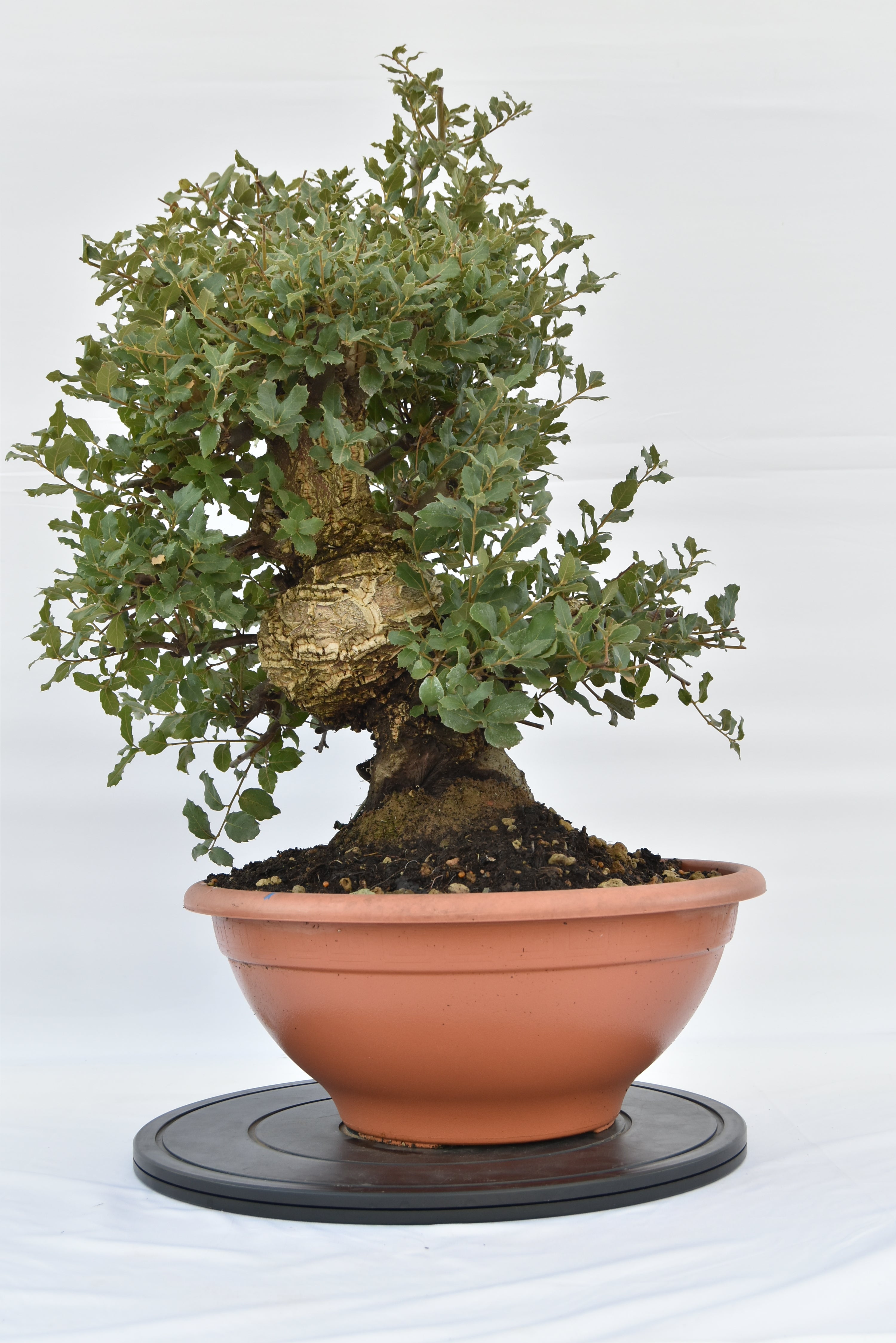 Quercia Sughera € 380 | La Gemma del bonsai