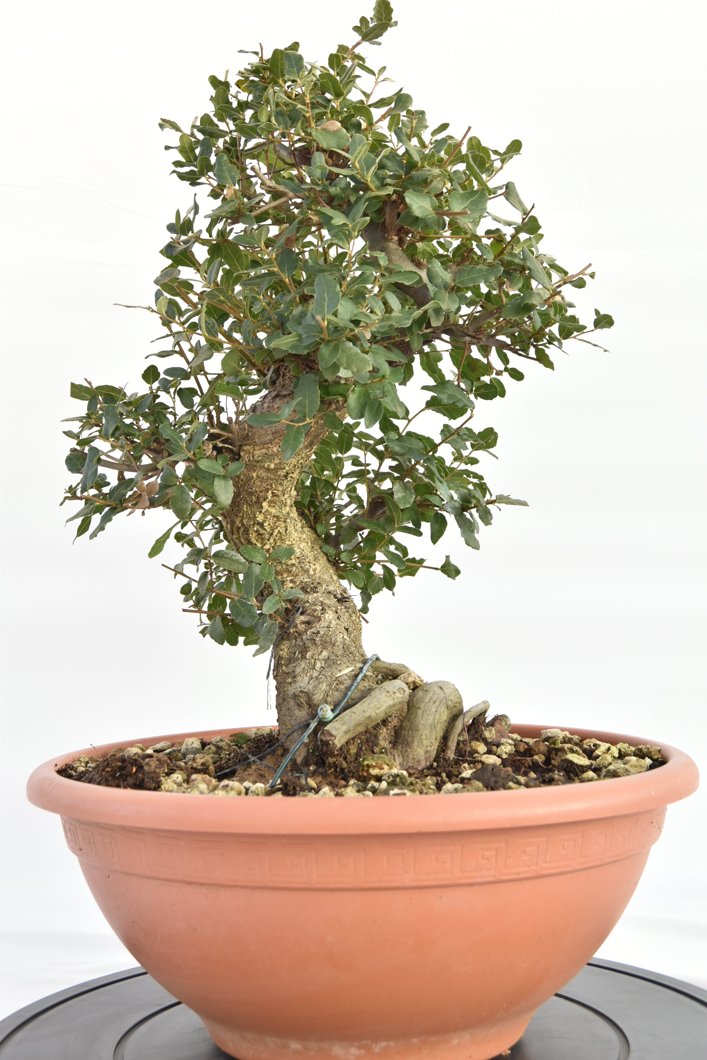 Quercia Sughera €380 | La Gemma del bonsai