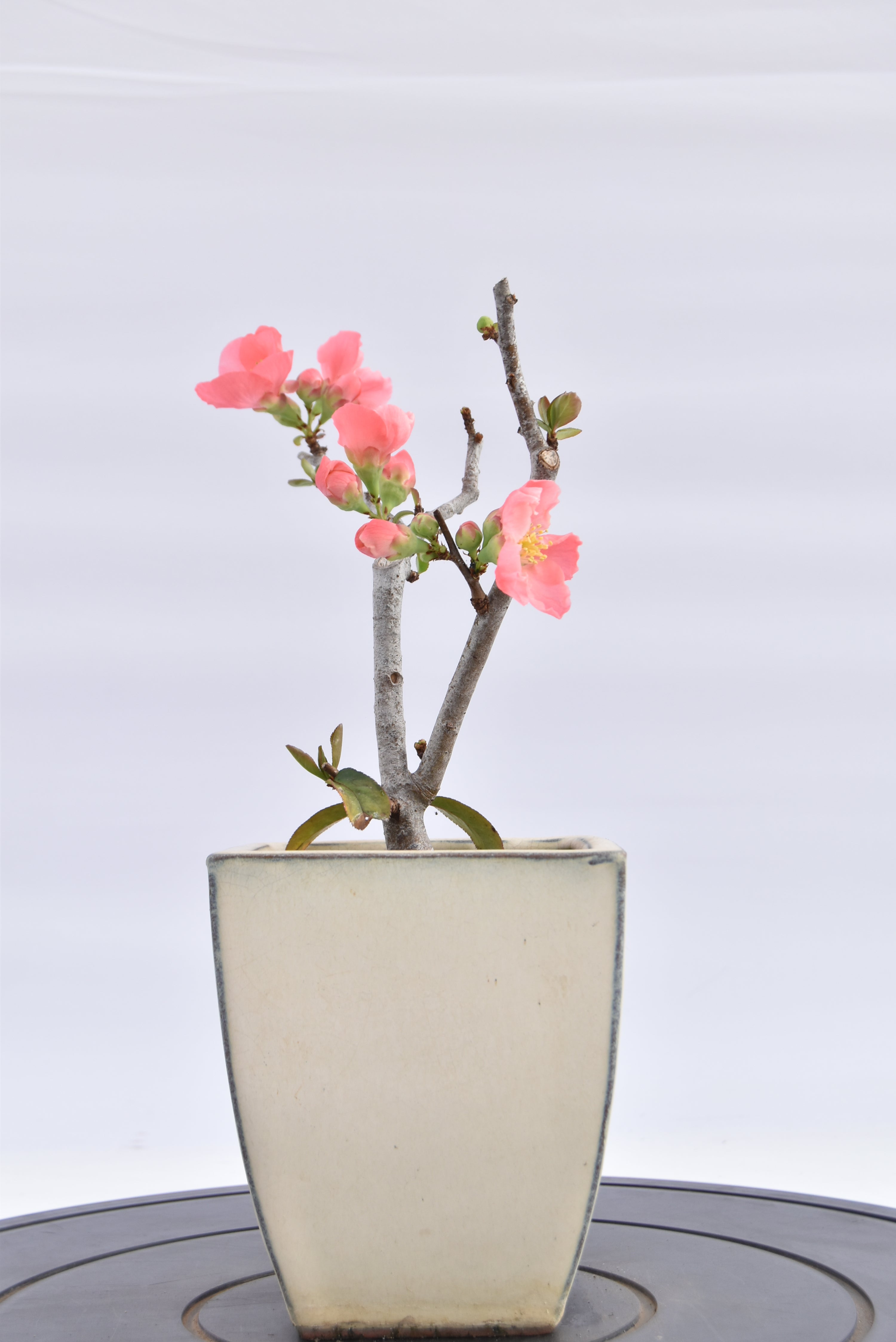 Chaenomeles €70 | La Gemma del bonsai