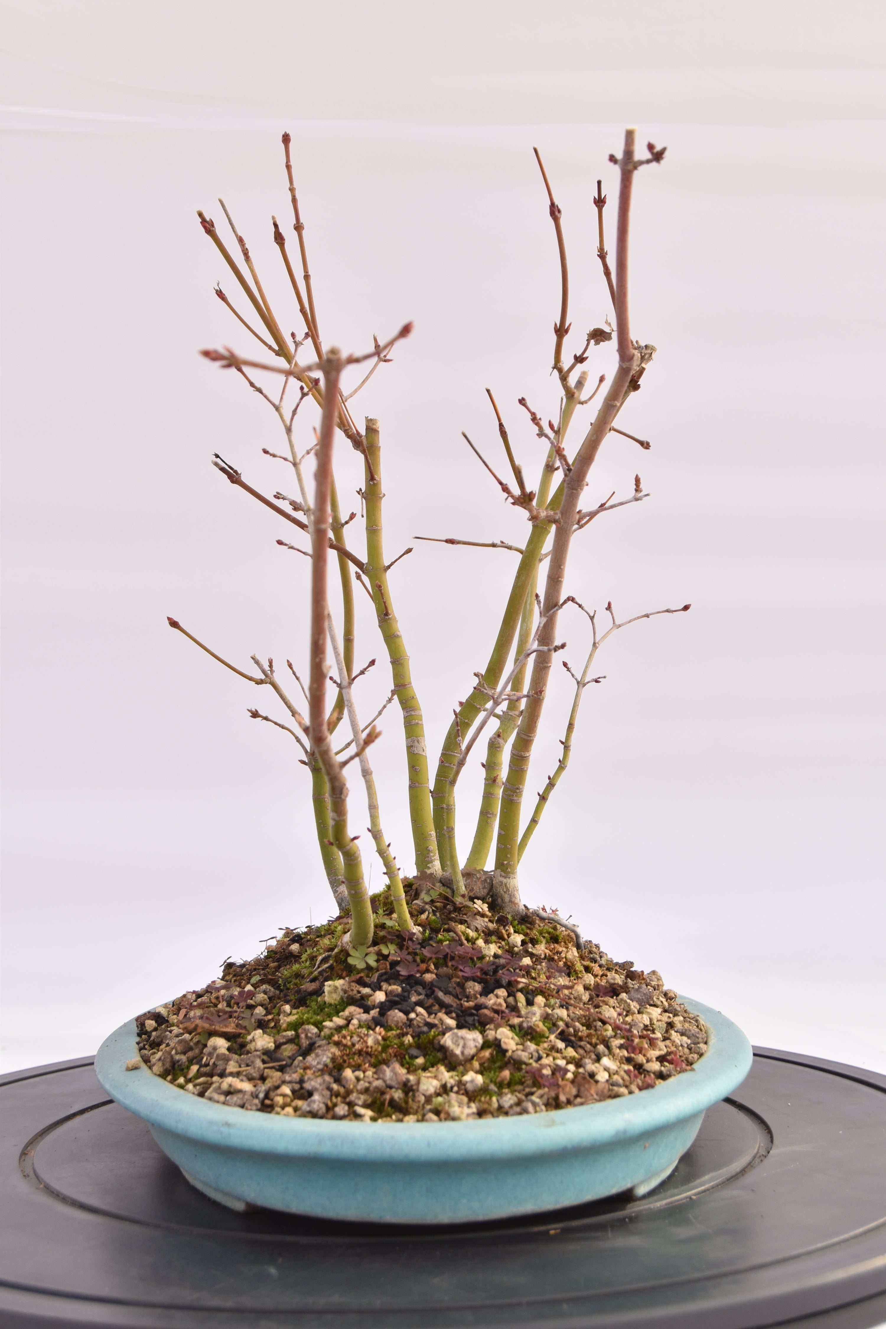 Boschetto Acero Katsura € 160 | La Gemma del bonsai