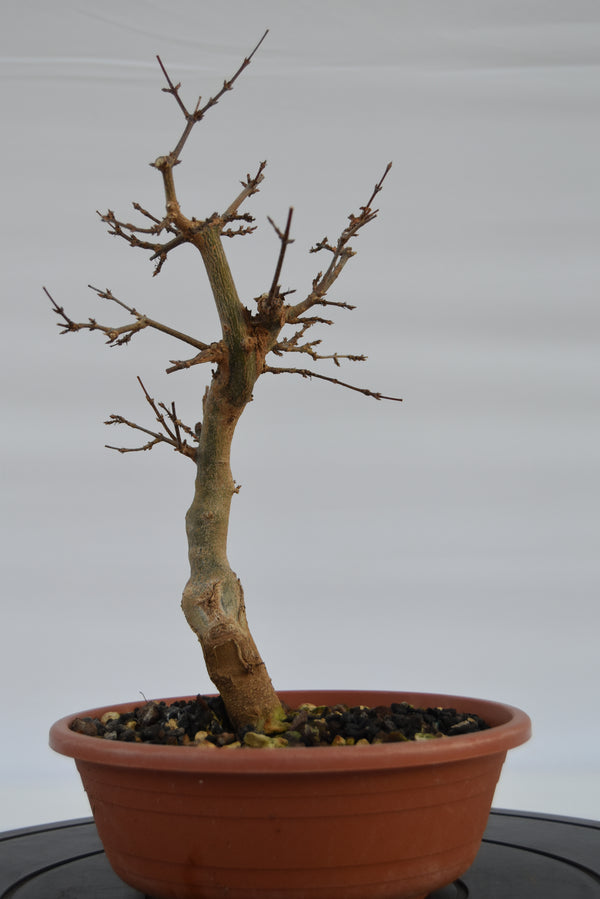 Acero Tridente € 90 | La Gemma del bonsai