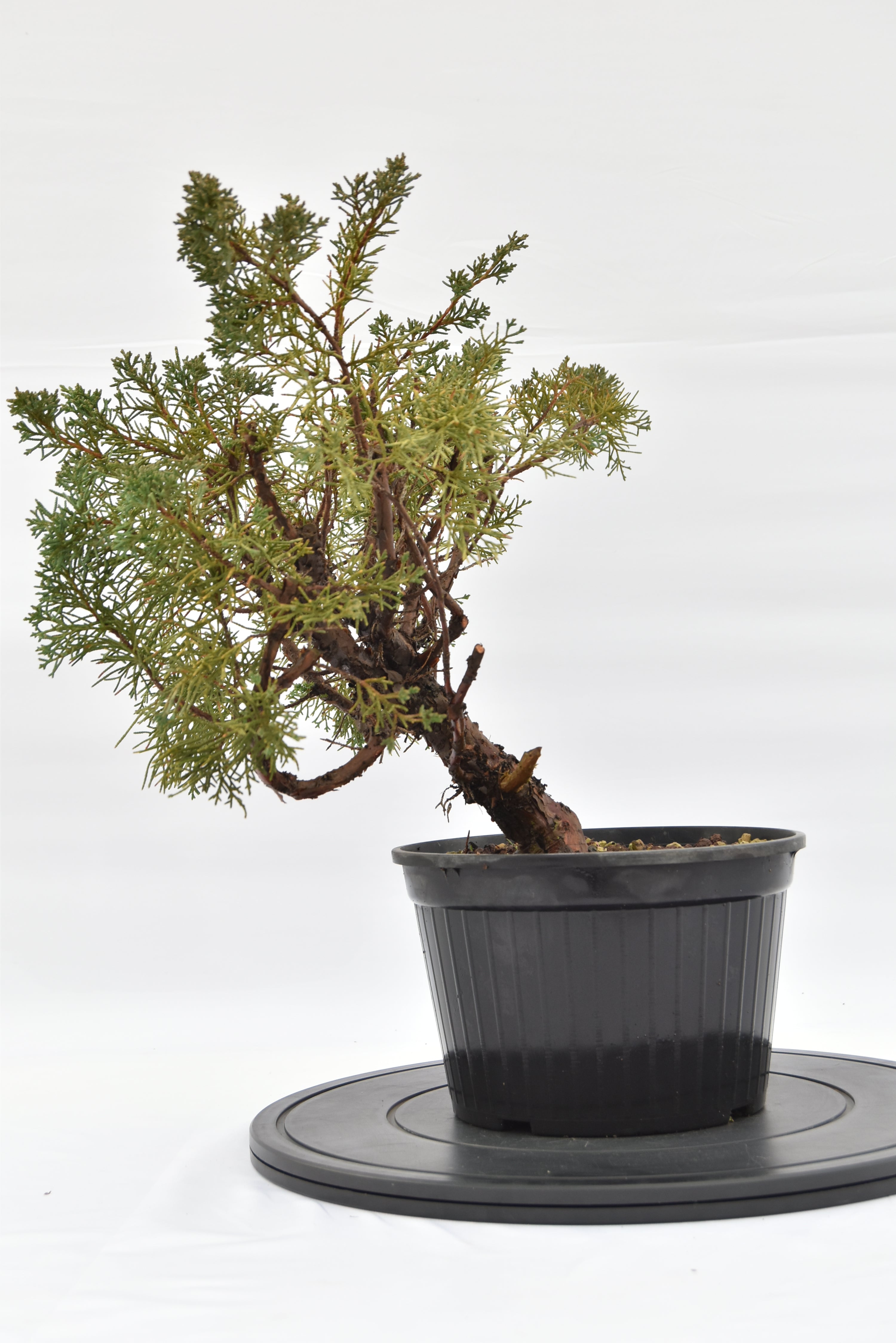Ginepro Kishu € 100 | La Gemma del bonsai