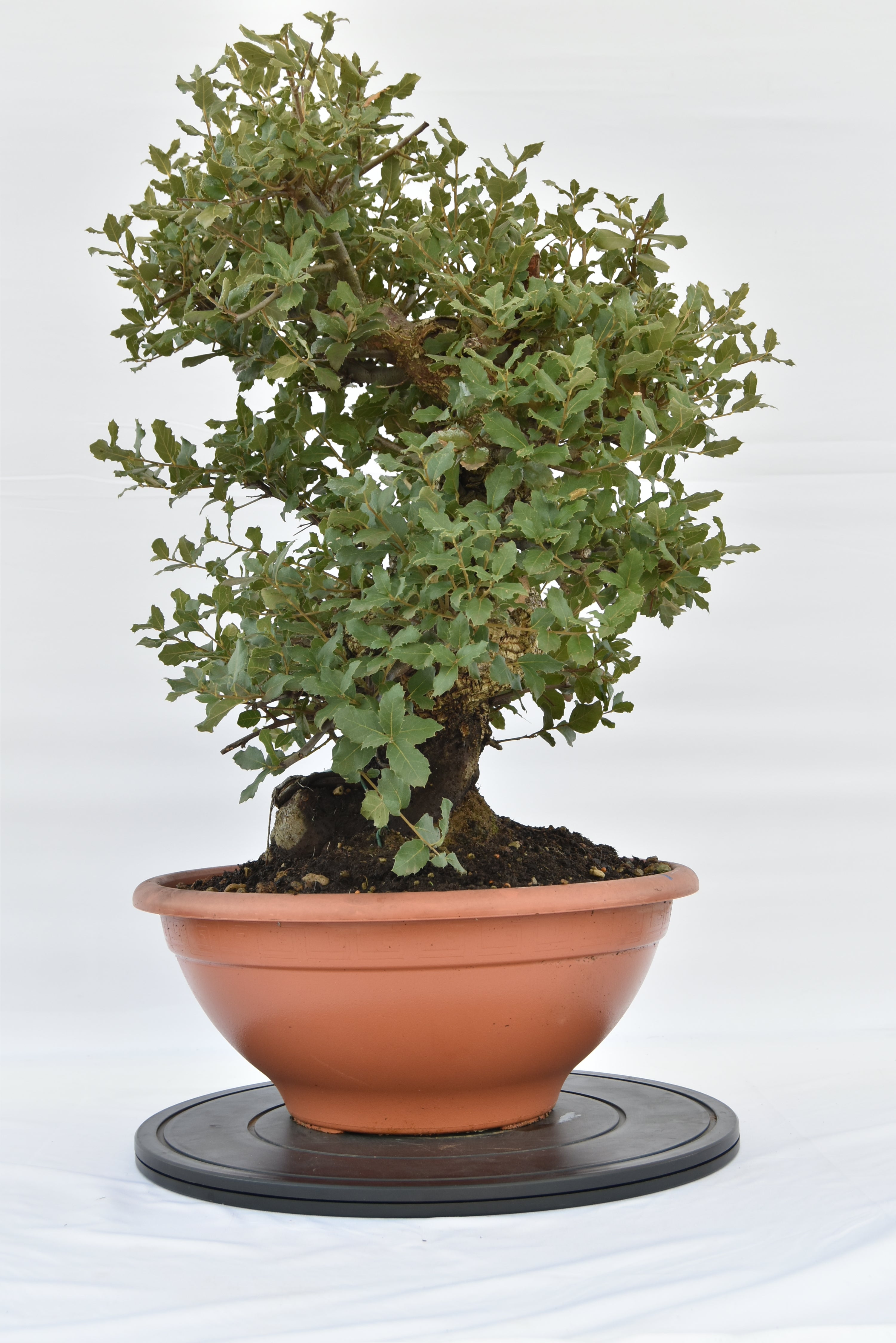 Quercia Sughera € 380 | La Gemma del bonsai