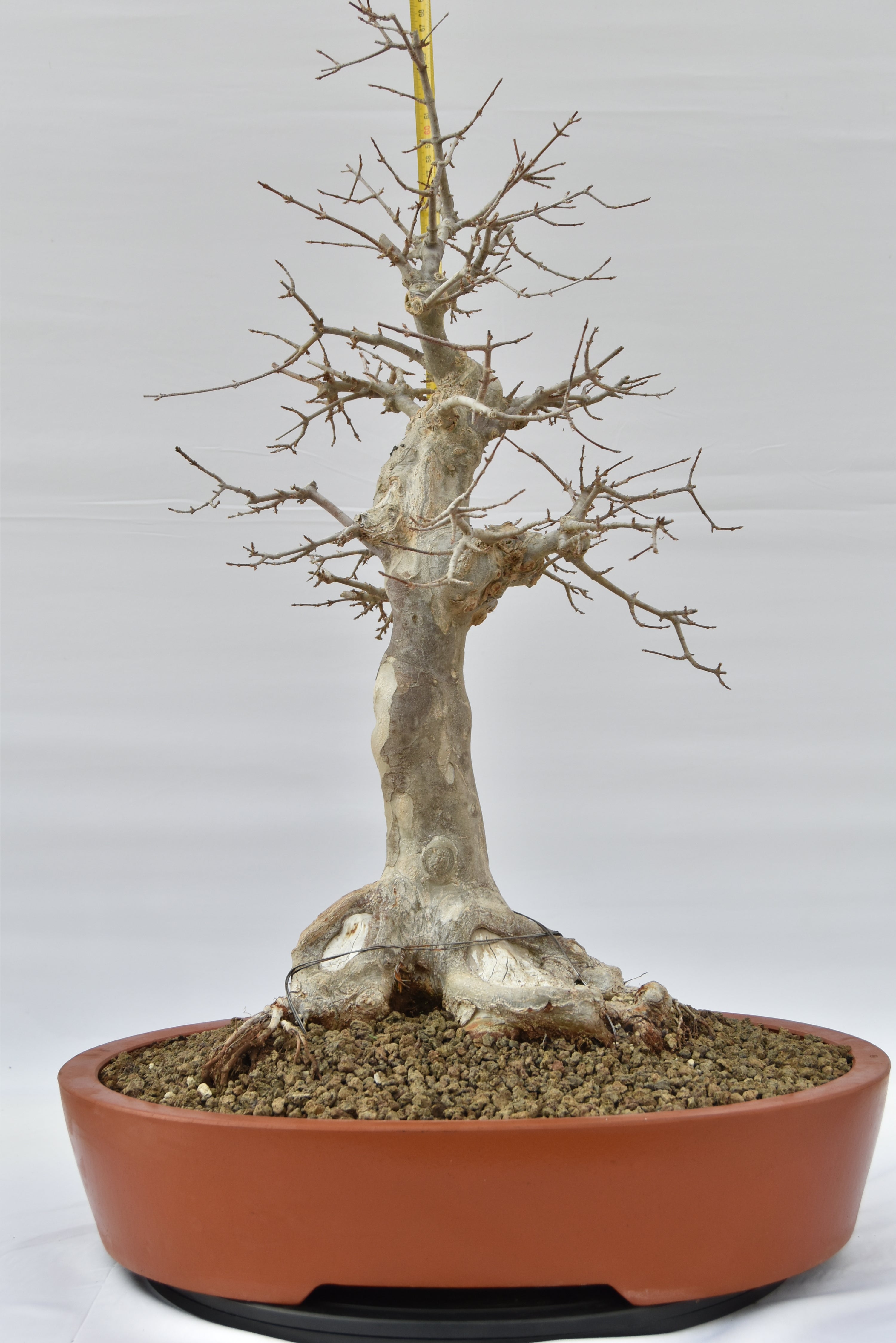 Acero Tridente € 1950 | La Gemma del bonsai