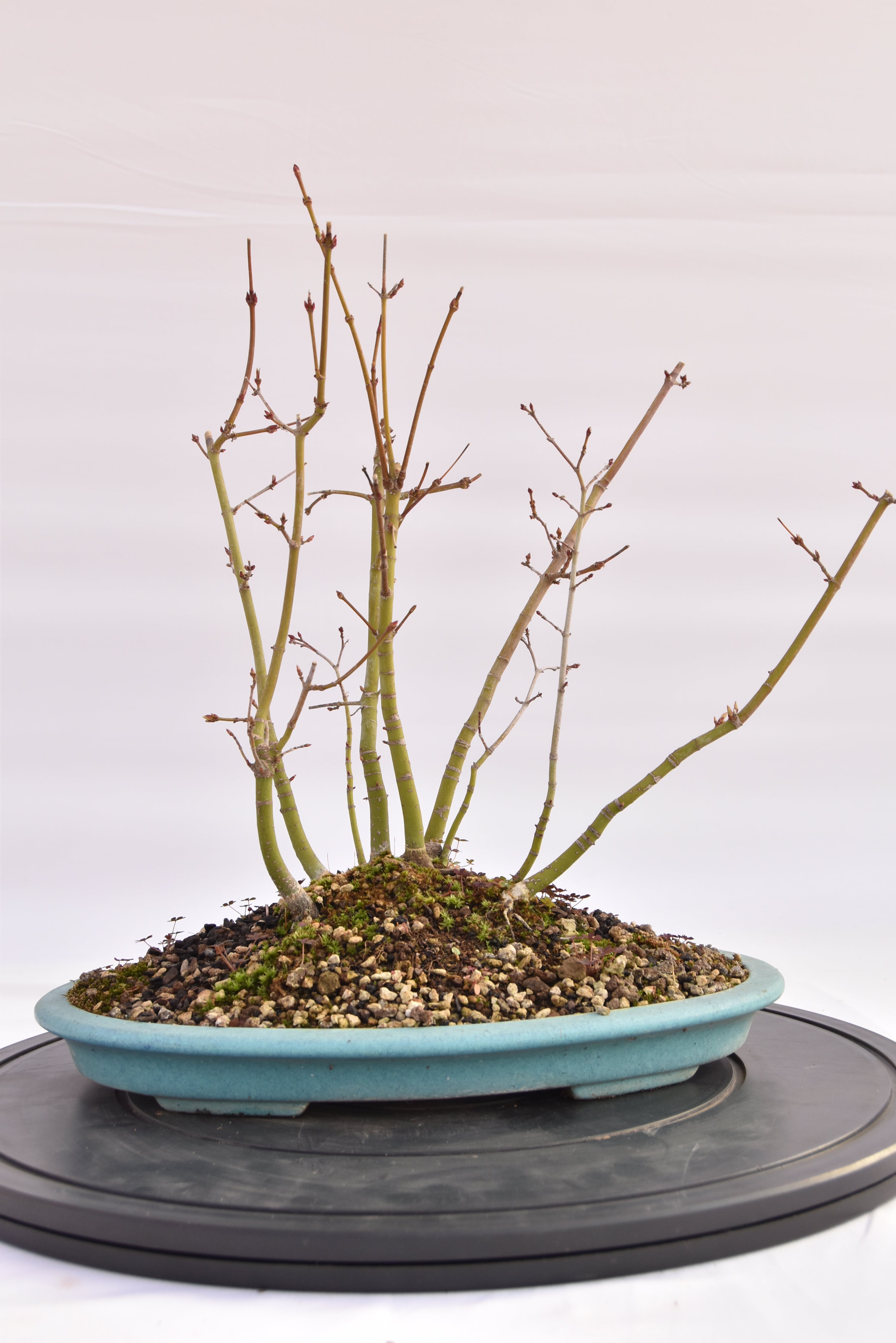 Boschetto Acero Katsura € 160 | La Gemma del bonsai