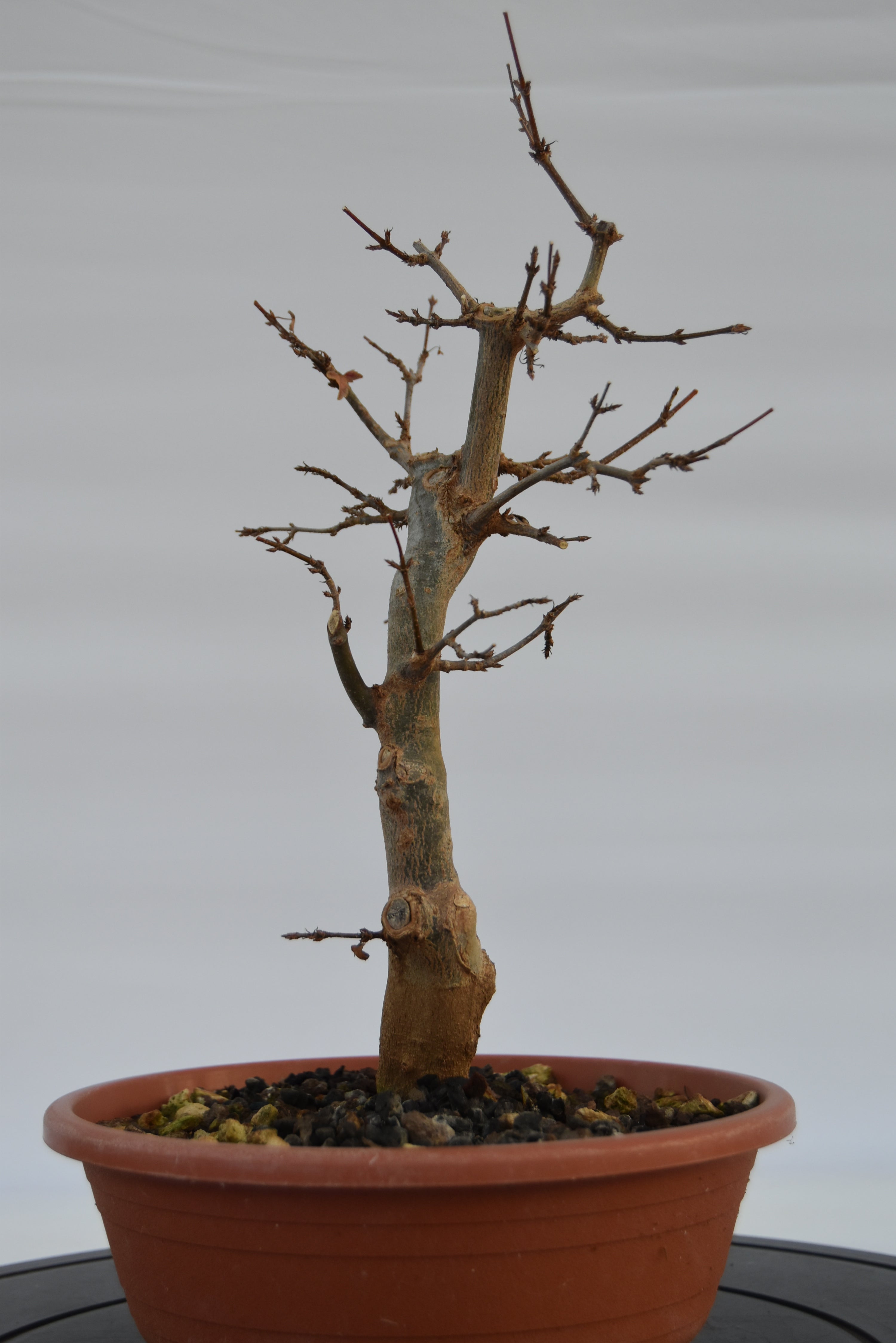 Acero Tridente € 90 | La Gemma del bonsai