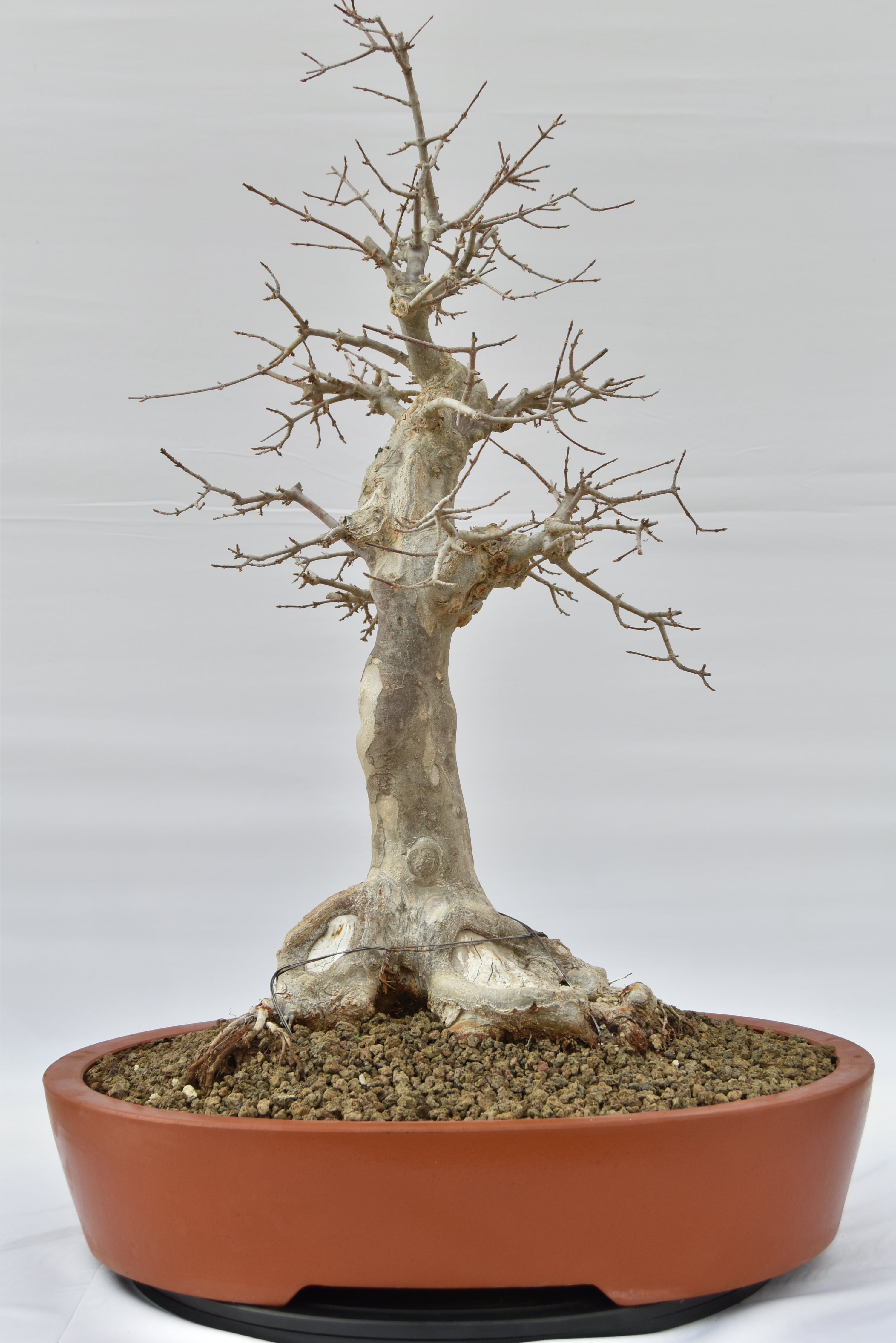 Acero Tridente € 1950 | La Gemma del bonsai