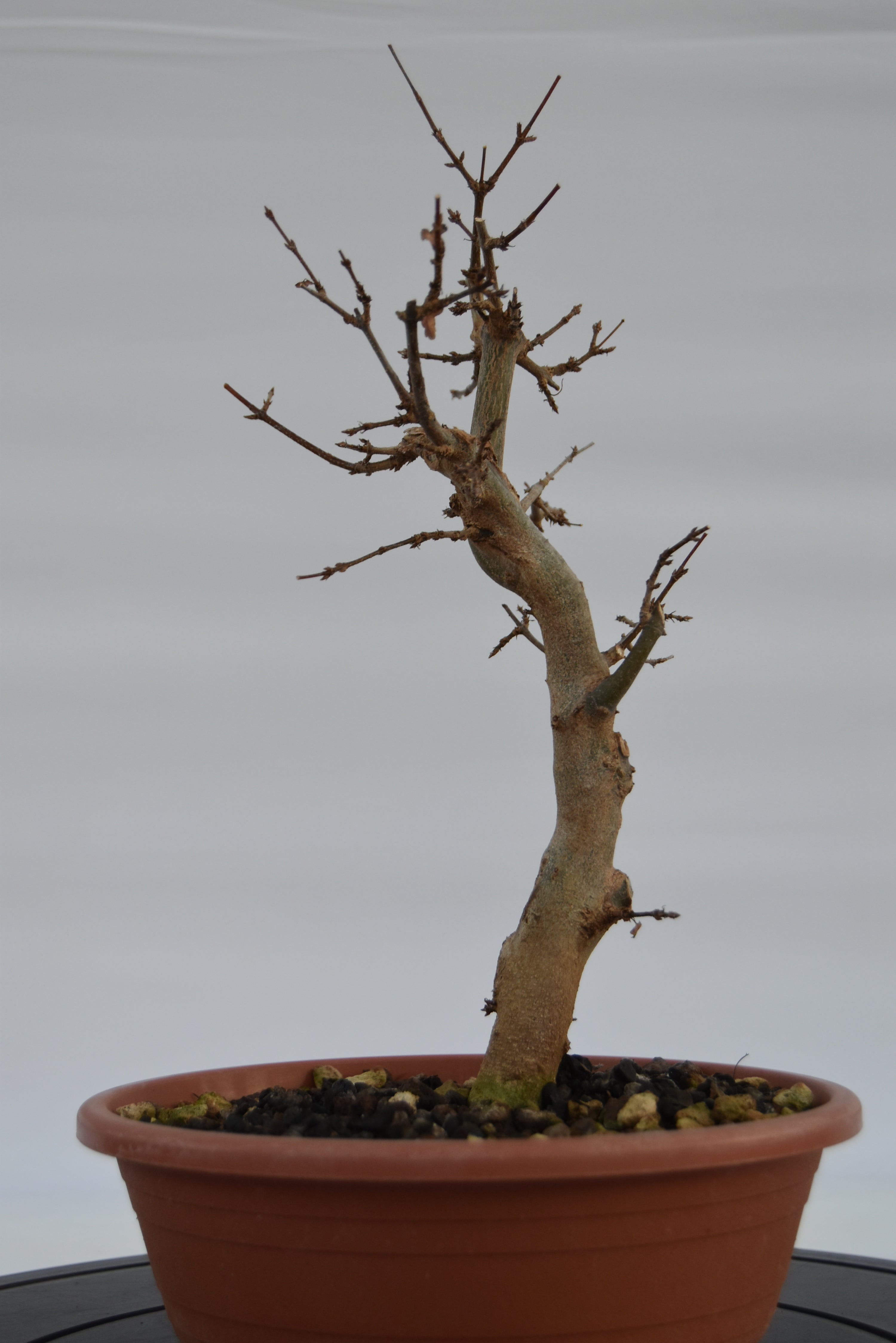 Acero Tridente € 90 | La Gemma del bonsai