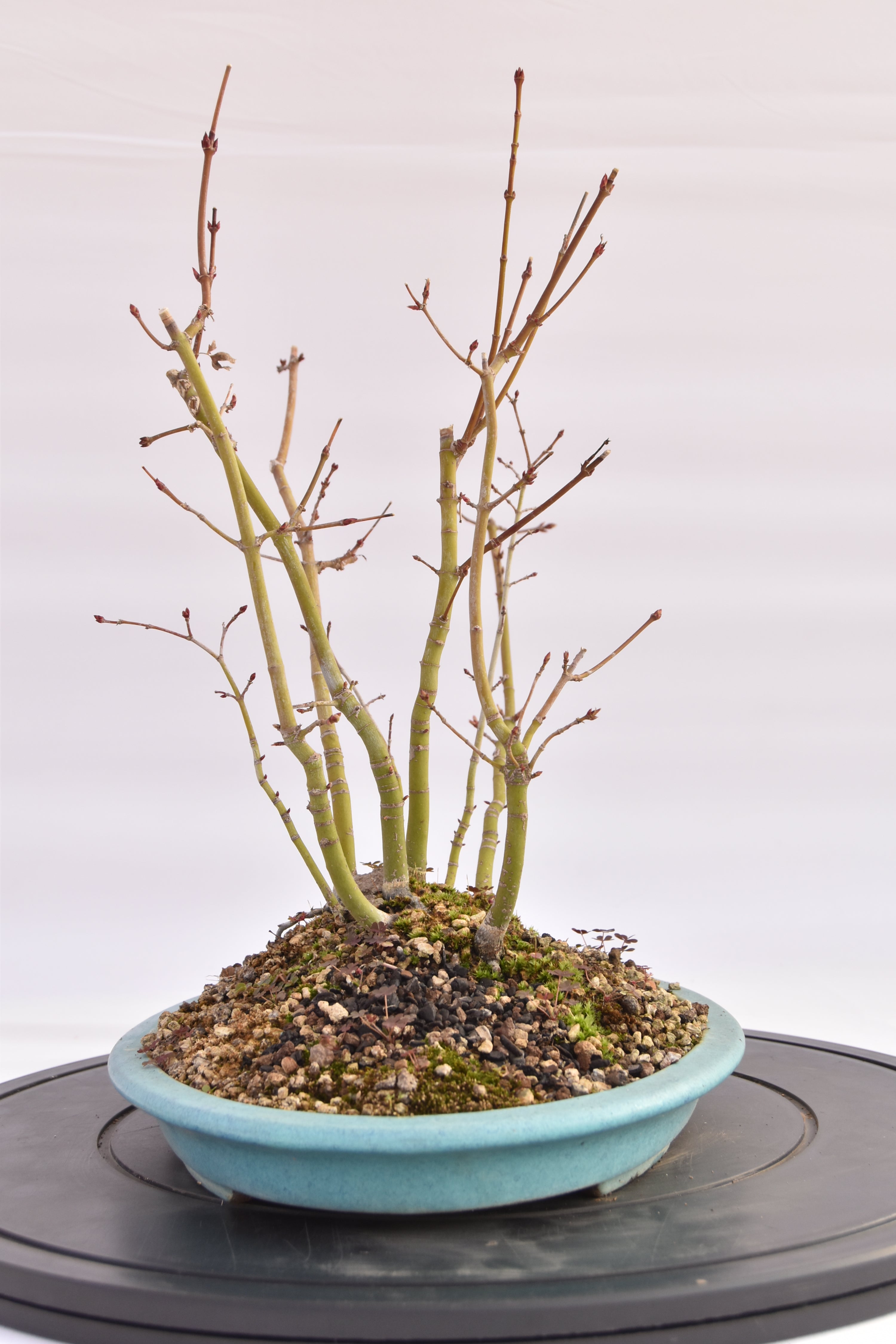 Boschetto Acero Katsura € 160 | La Gemma del bonsai