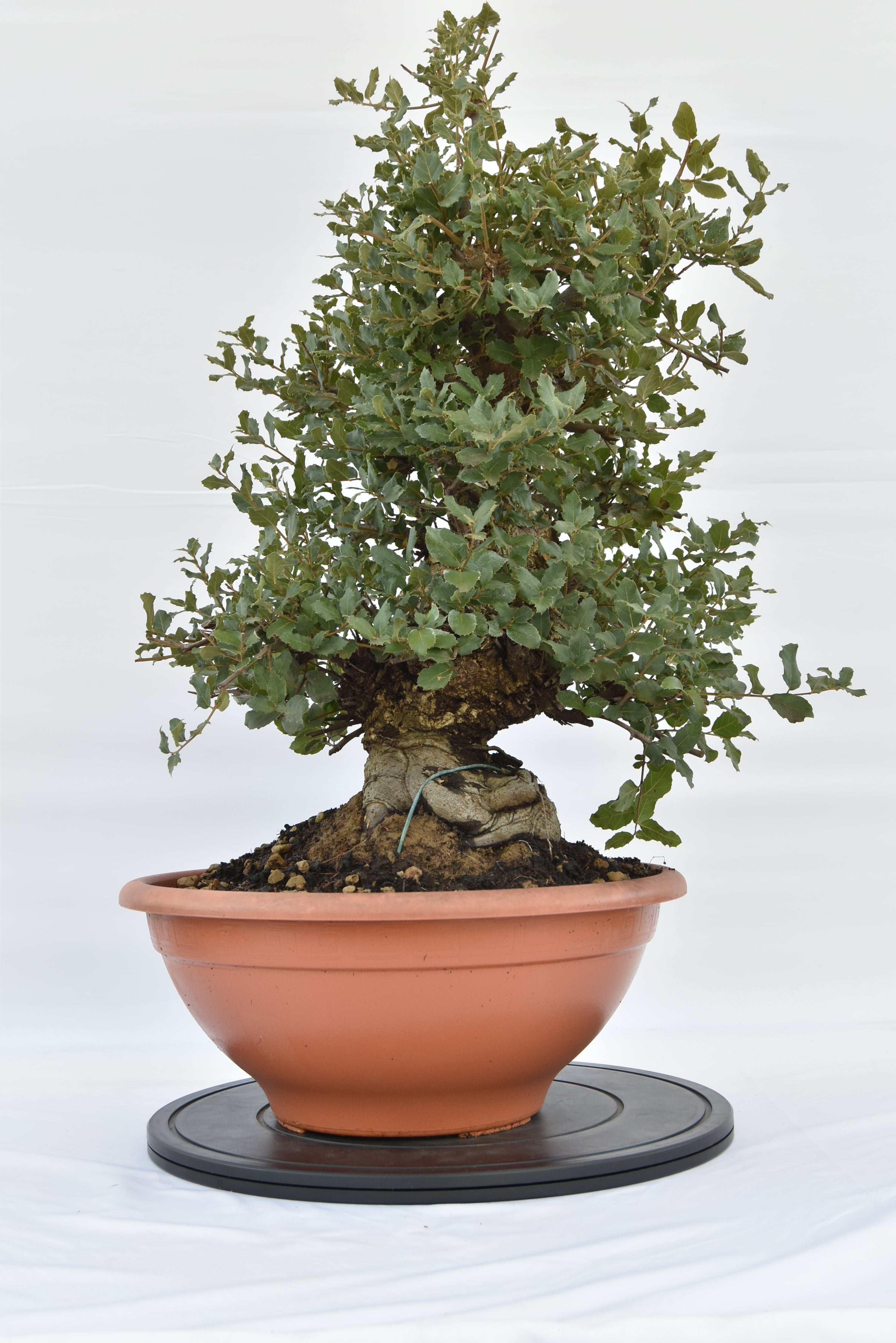 Quercia Sughera € 380 | La Gemma del bonsai