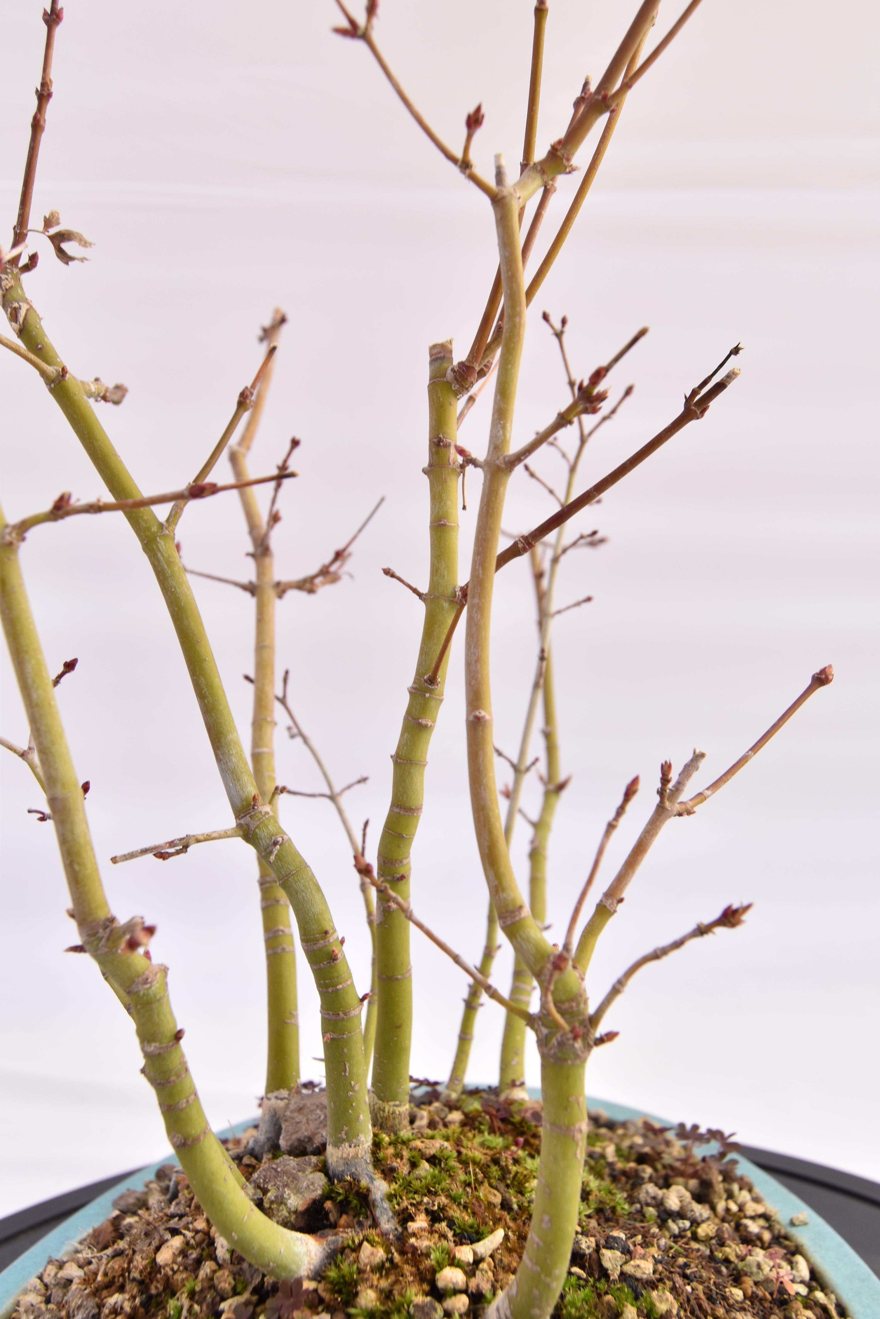 Boschetto Acero Katsura € 160 | La Gemma del bonsai