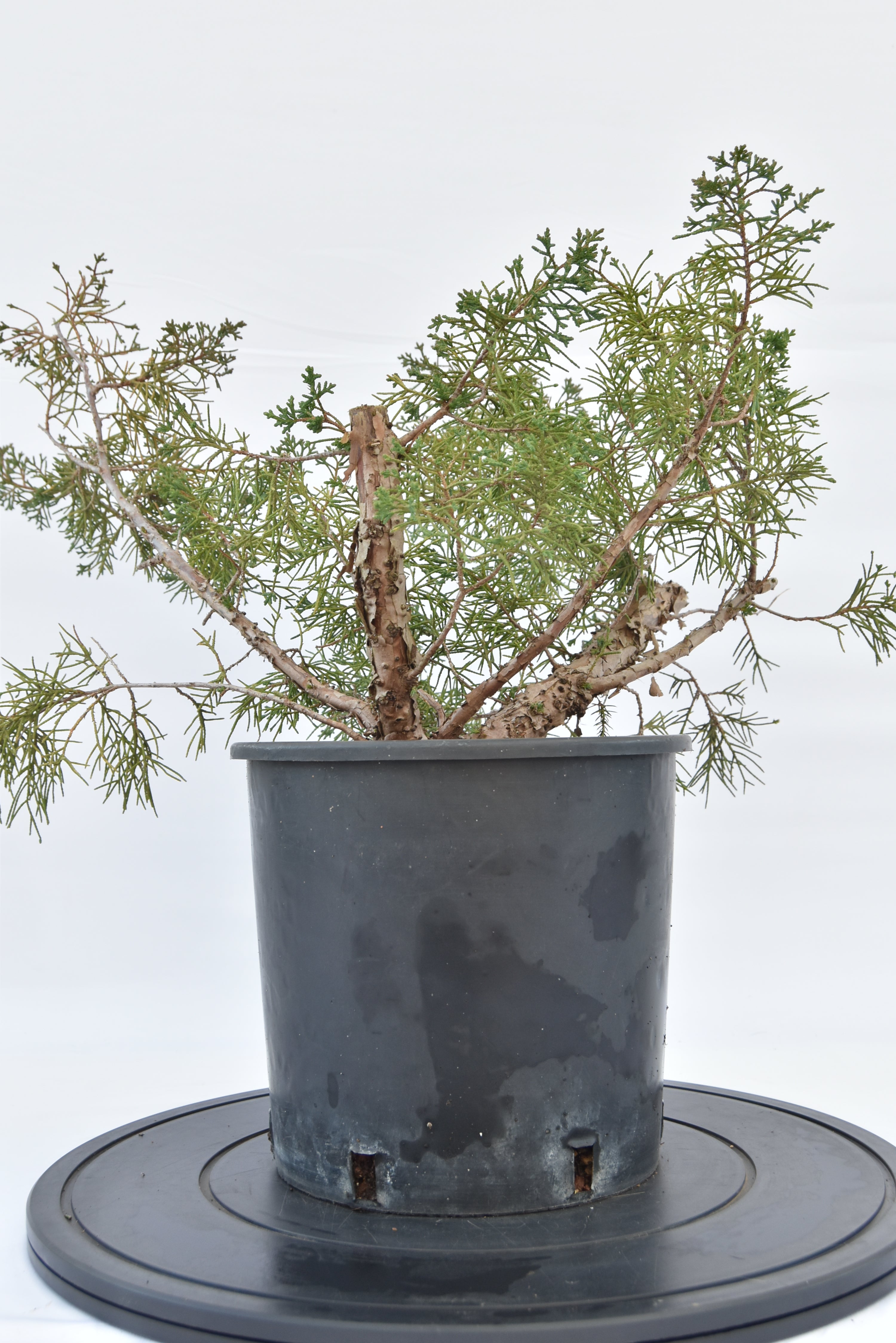 Ginepro Kishu € 100 | La Gemma del bonsai