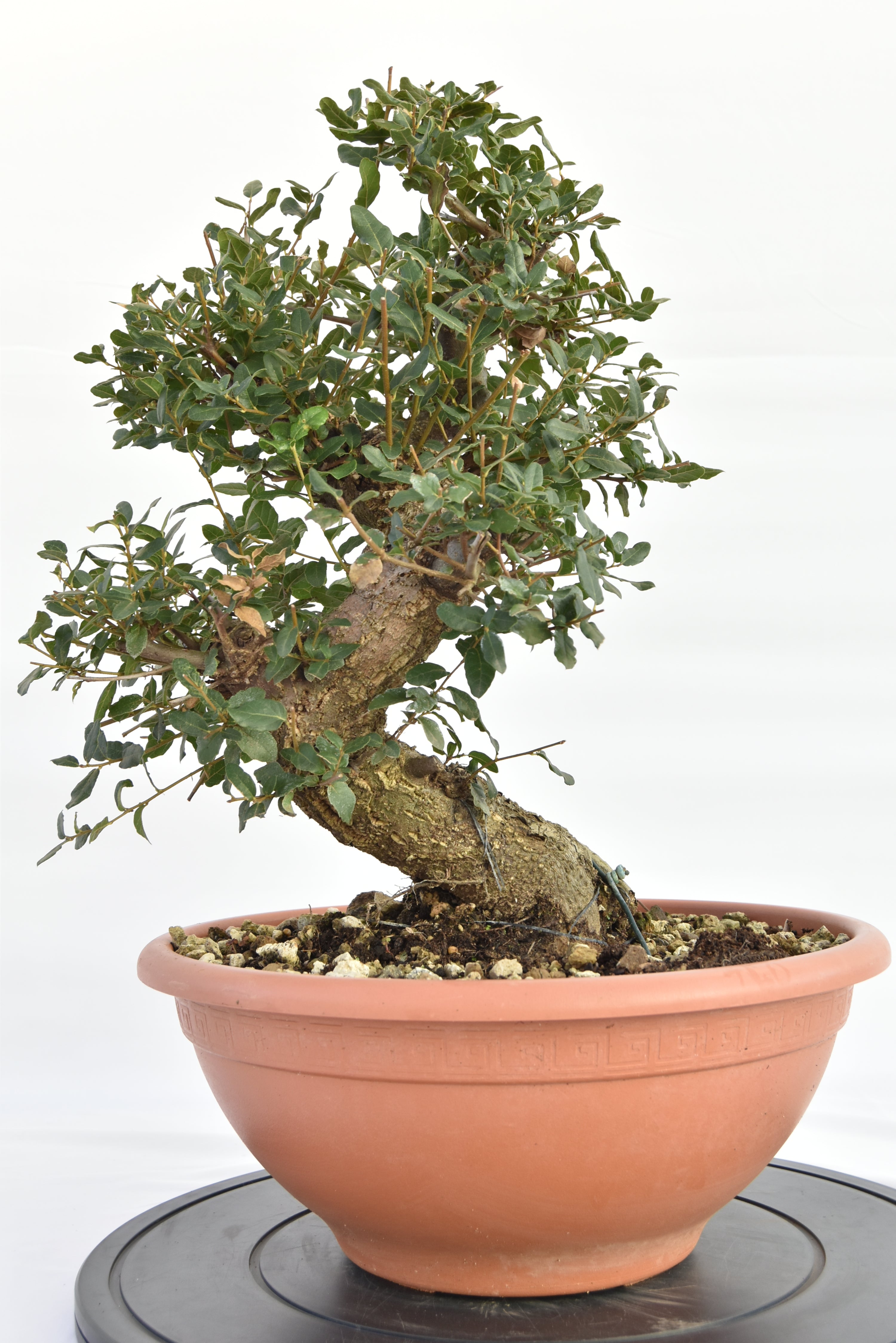 Quercia Sughera €380 | La Gemma del bonsai