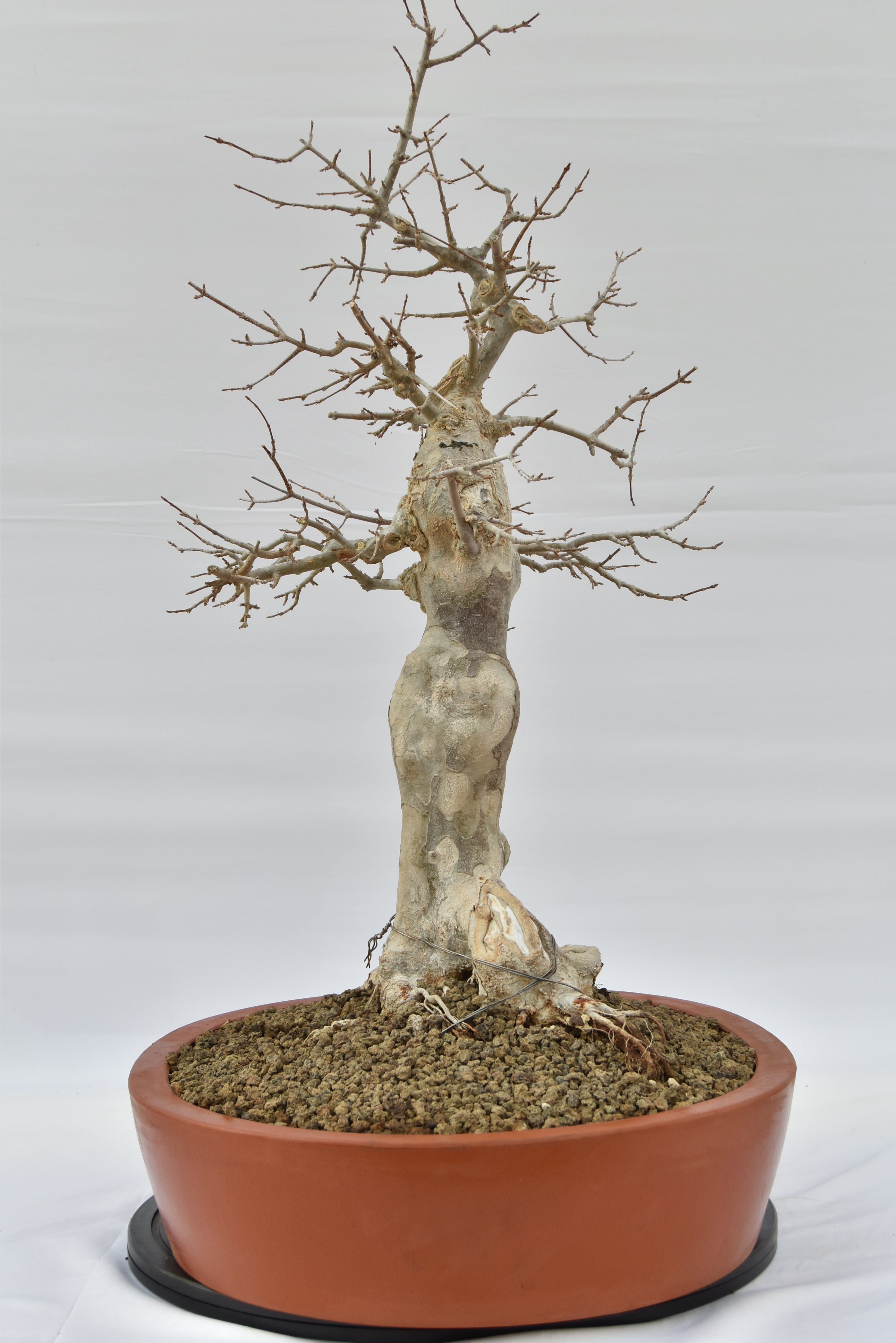 Acero Tridente € 1950 | La Gemma del bonsai