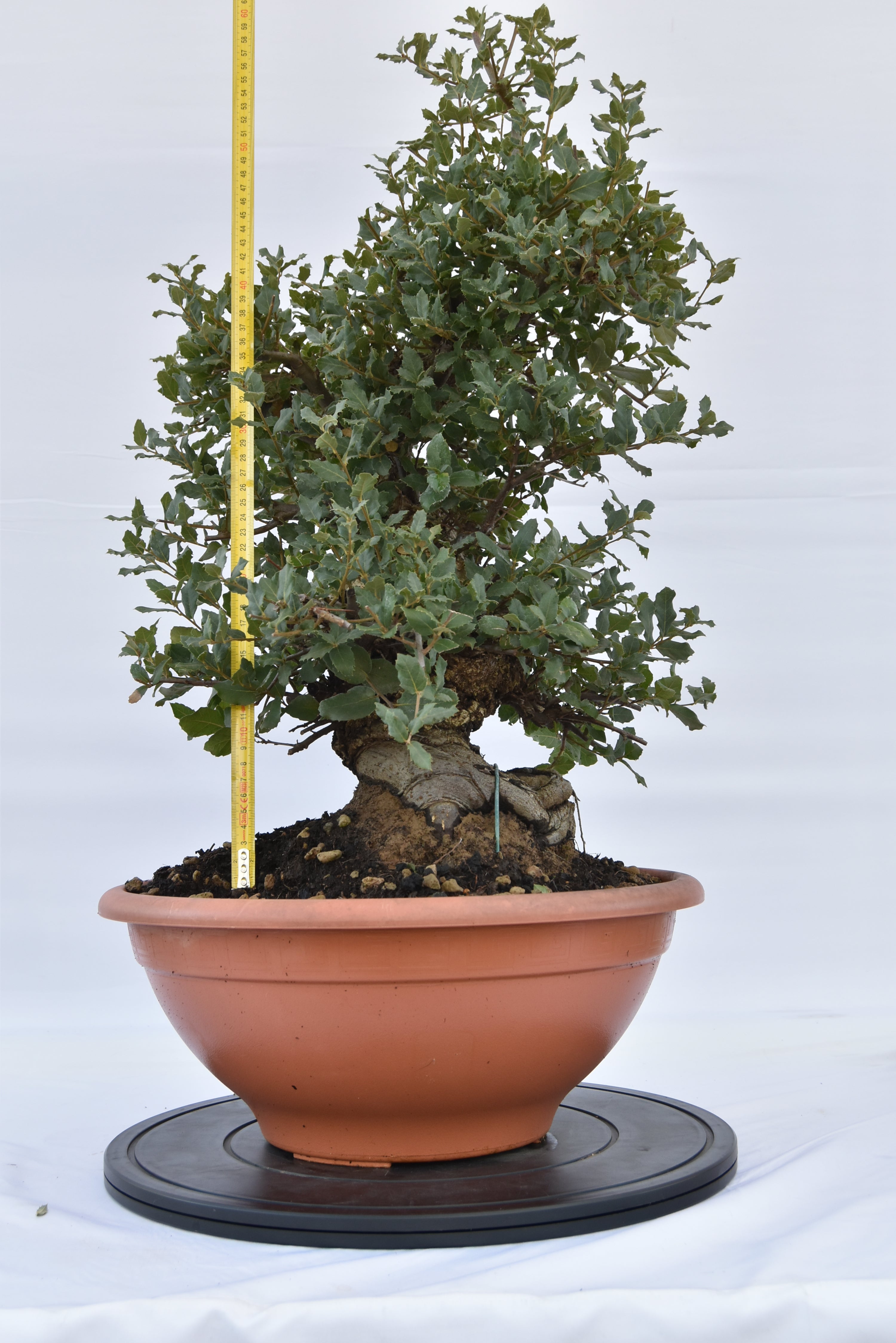 Quercia Sughera € 380 | La Gemma del bonsai