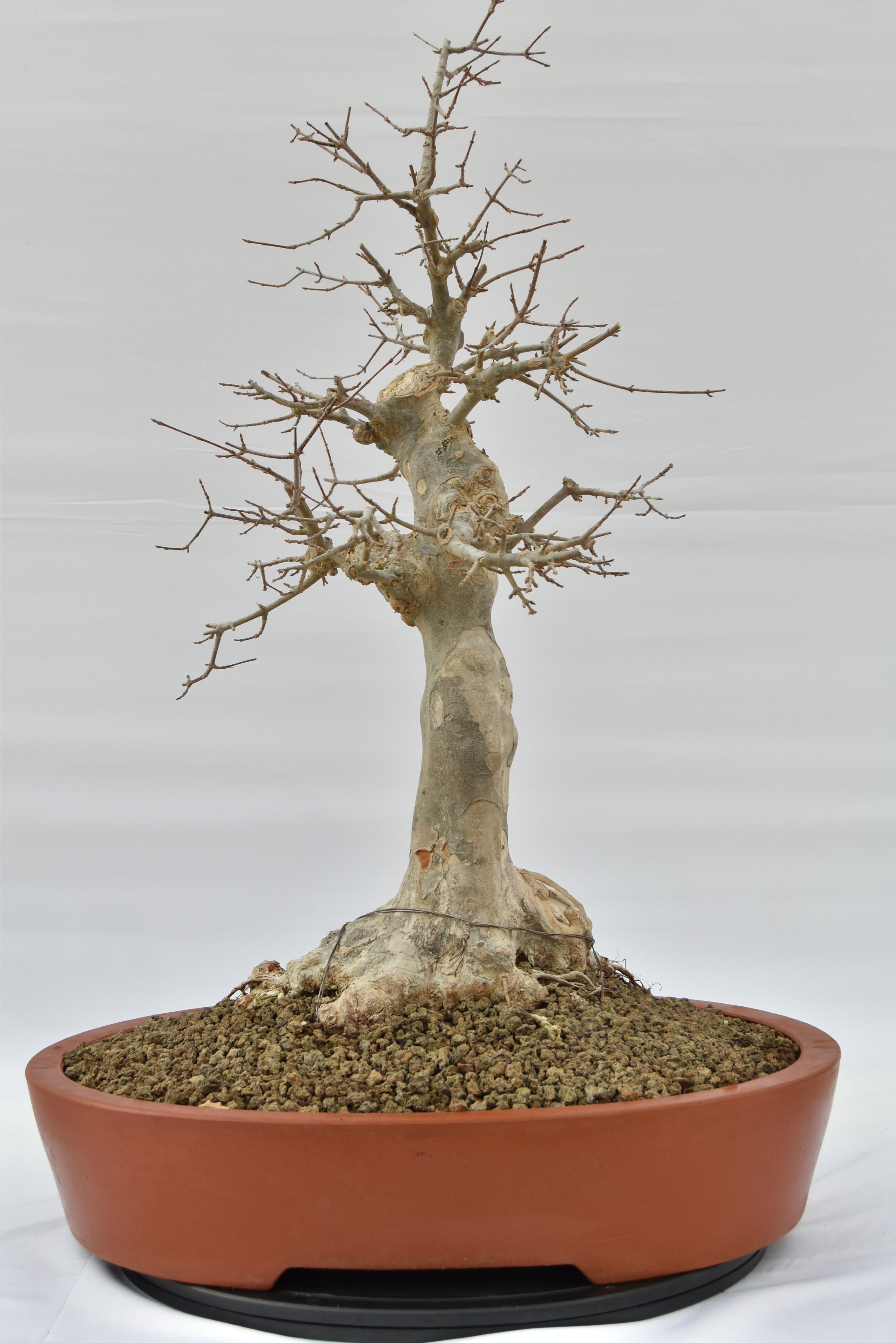 Acero Tridente € 1950 | La Gemma del bonsai