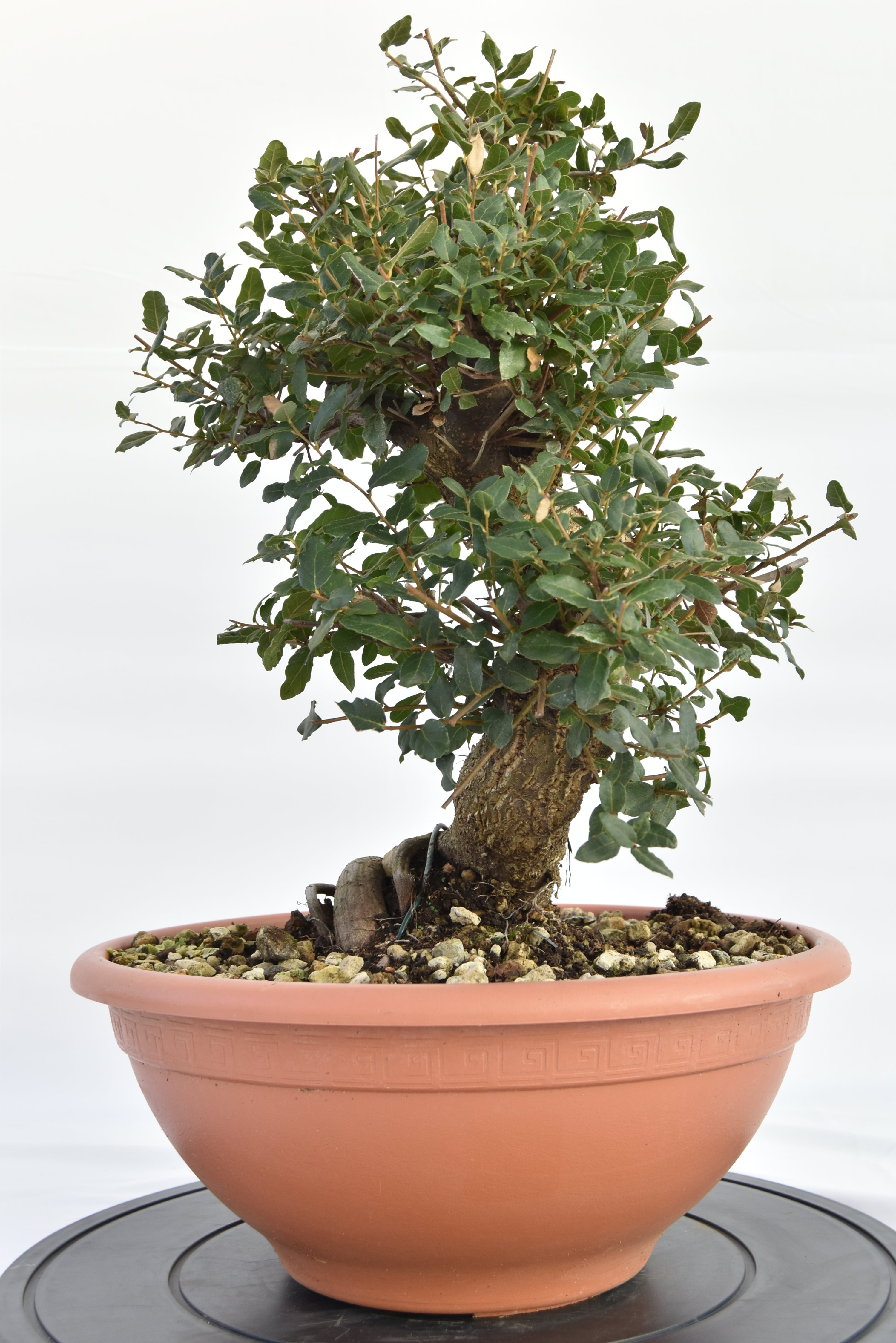 Quercia Sughera €380 | La Gemma del bonsai