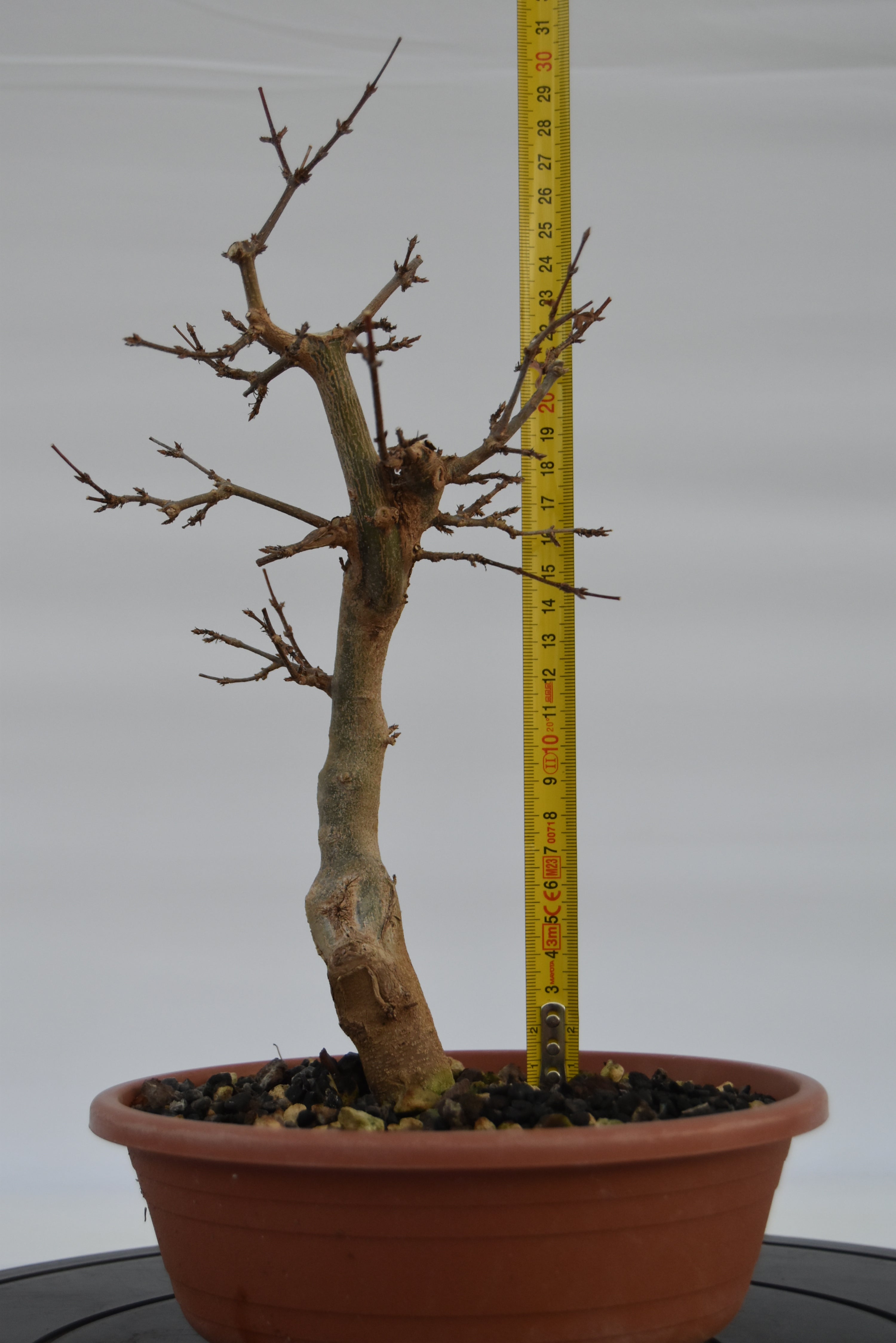 Acero Tridente € 90 | La Gemma del bonsai