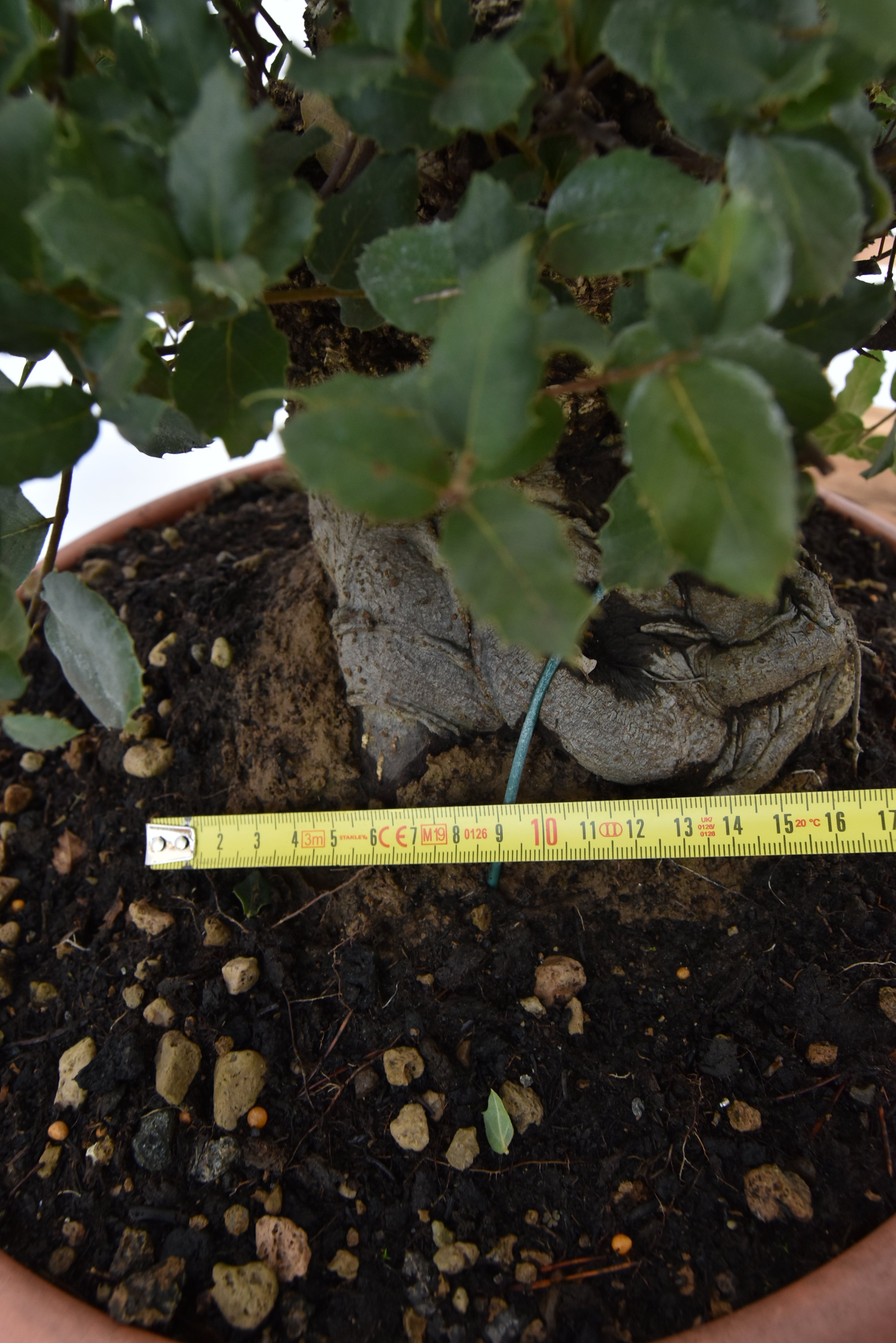 Quercia Sughera € 380 | La Gemma del bonsai