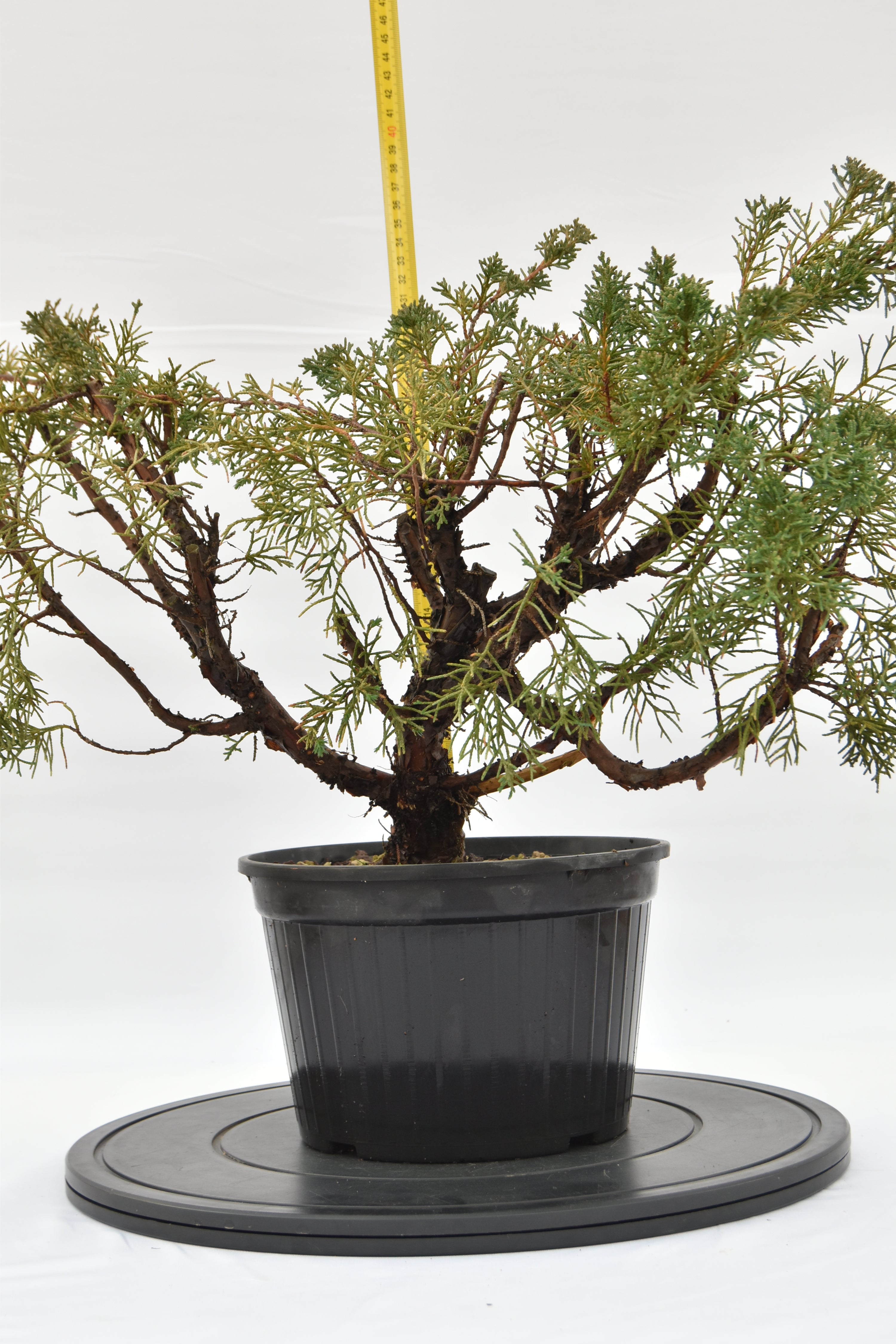 Ginepro Kishu € 100 | La Gemma del bonsai