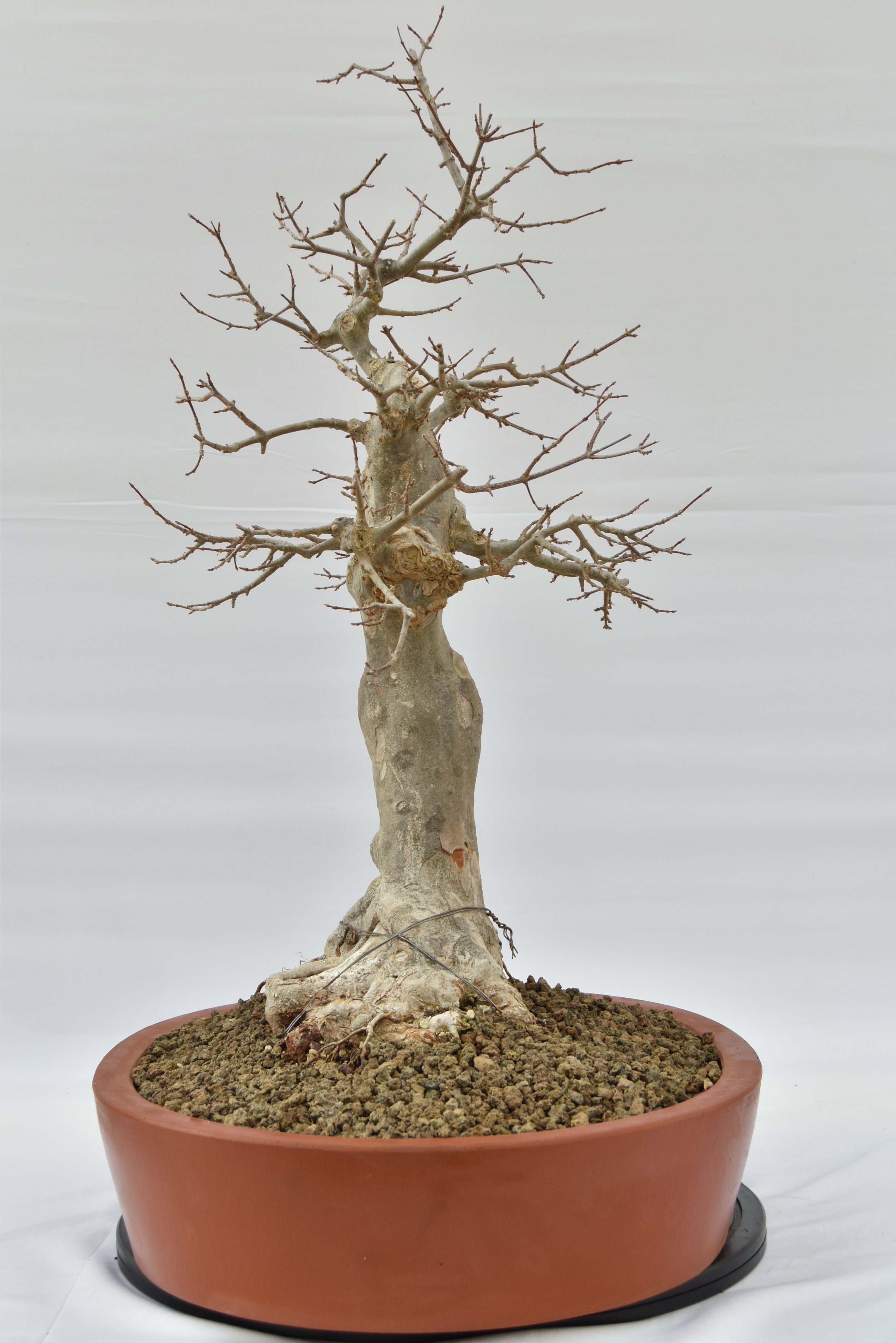 Acero Tridente € 1950 | La Gemma del bonsai
