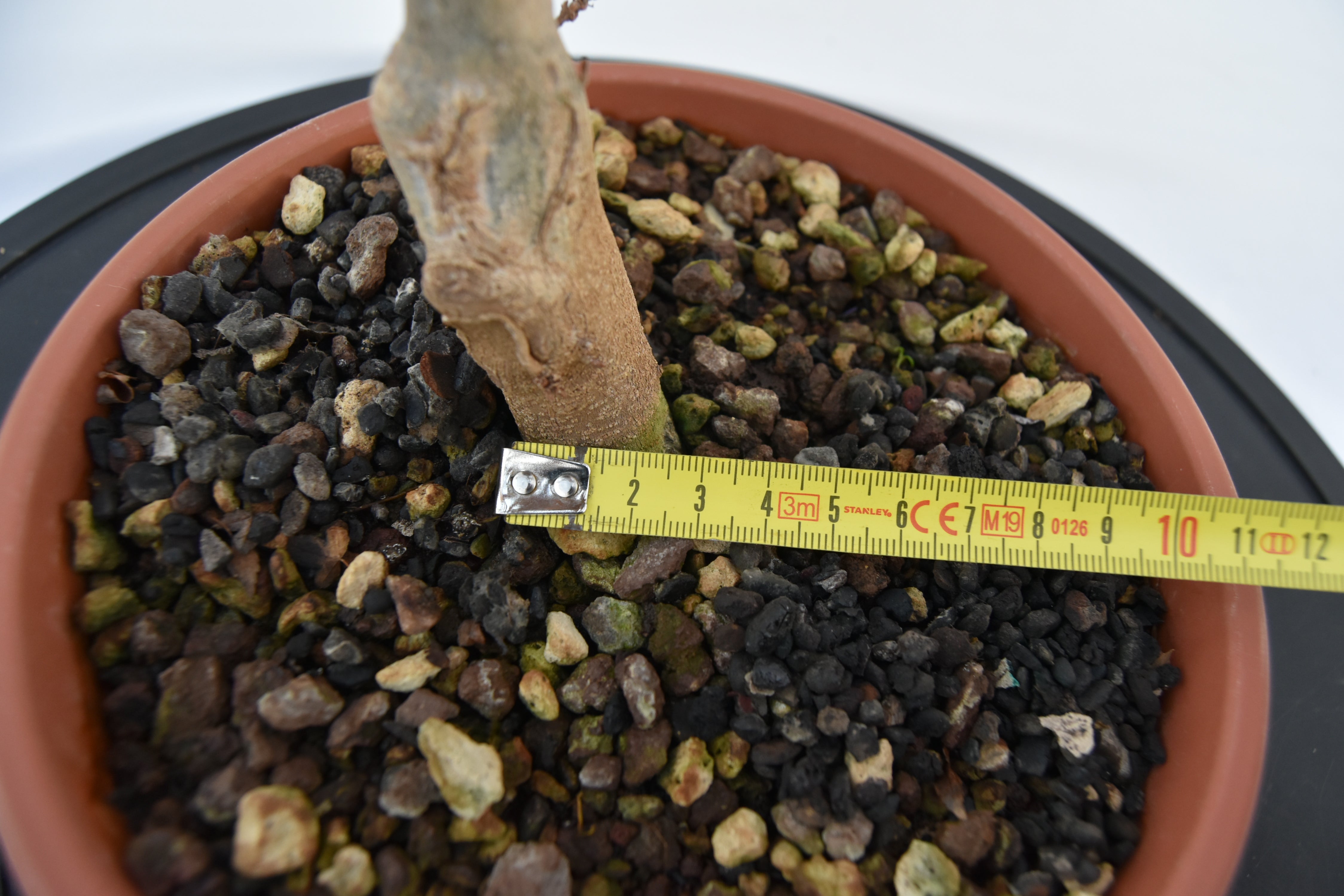 Acero Tridente € 90 | La Gemma del bonsai