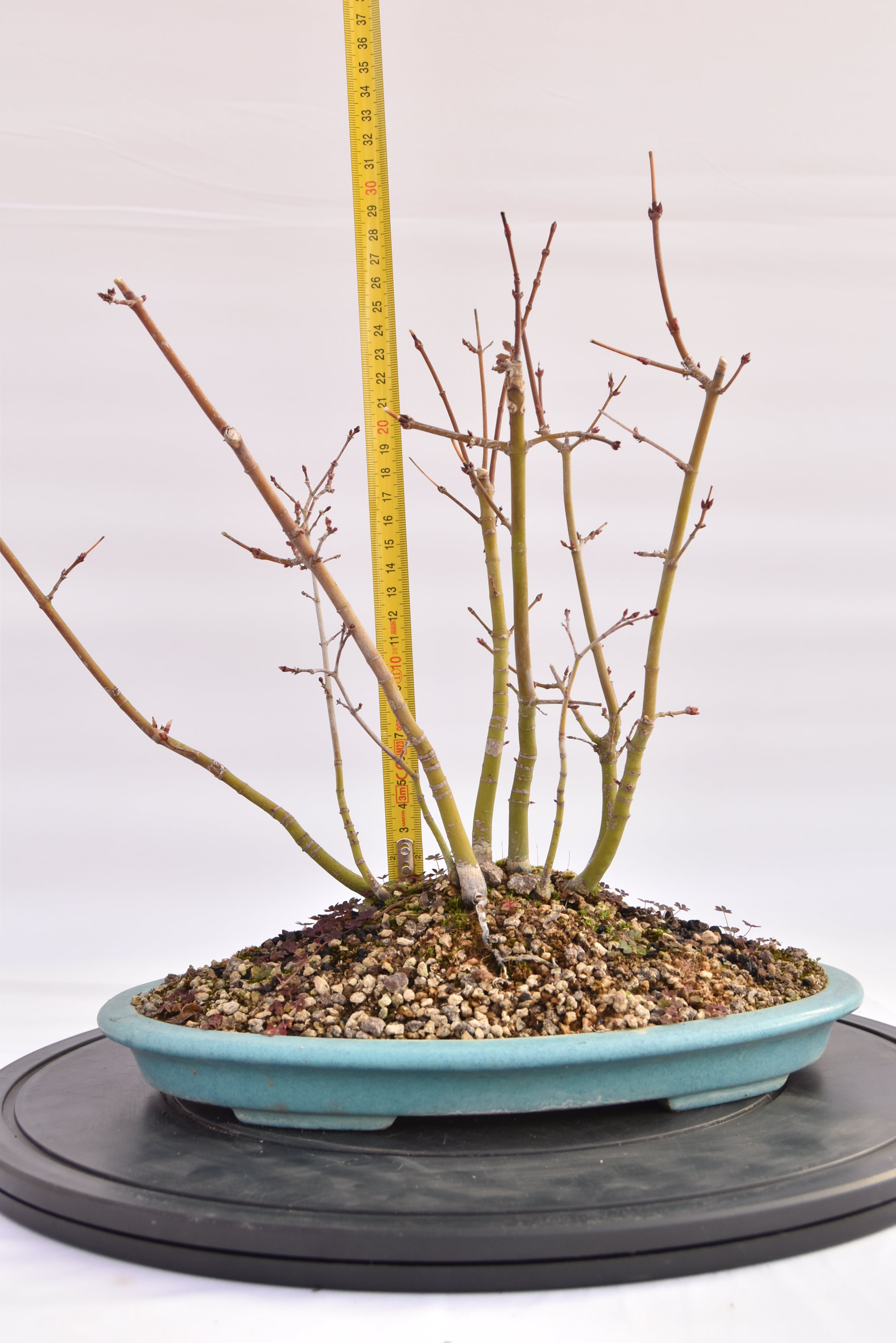 Boschetto Acero Katsura € 160 | La Gemma del bonsai