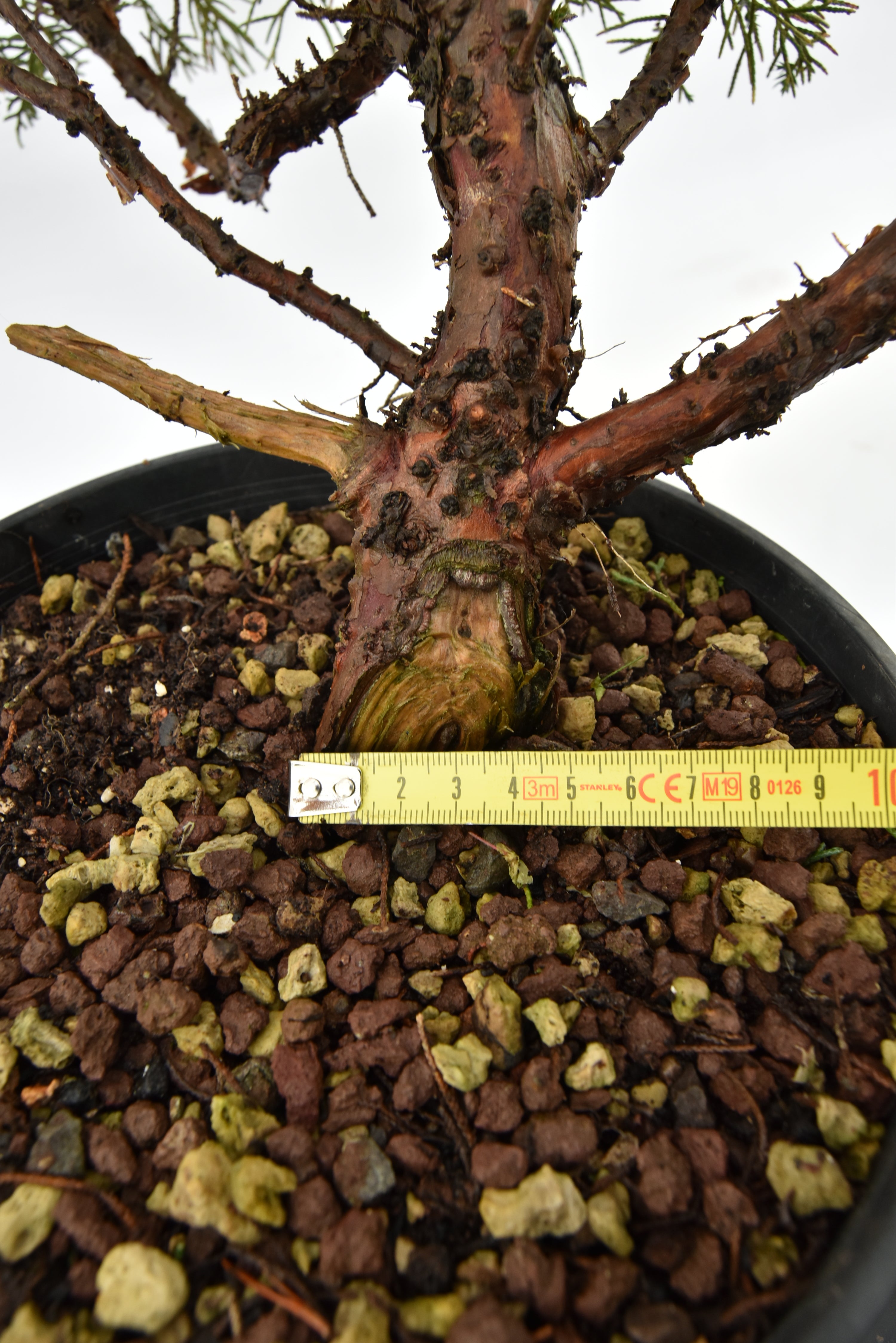Ginepro Kishu € 100 | La Gemma del bonsai
