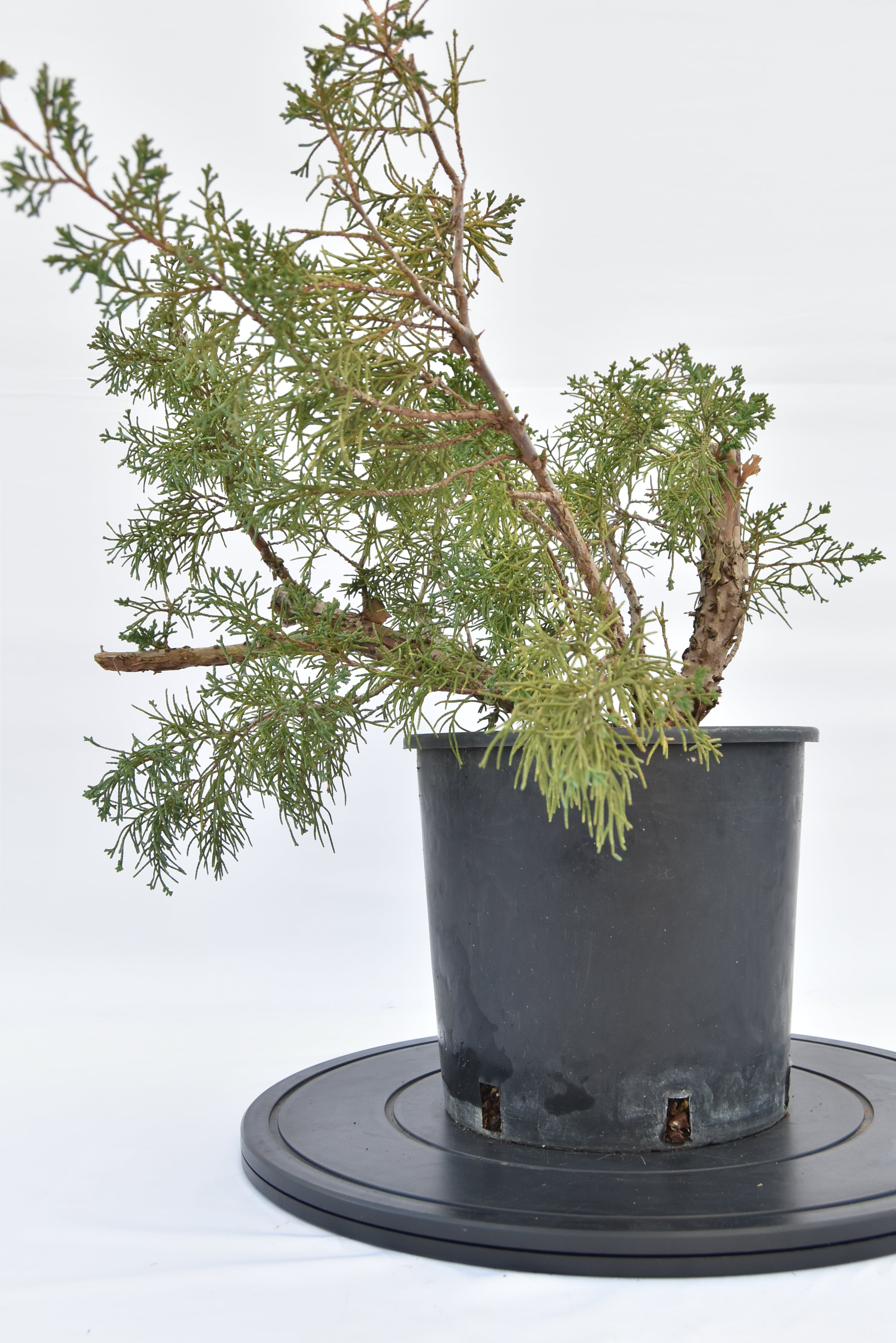 Ginepro Kishu € 100 | La Gemma del bonsai