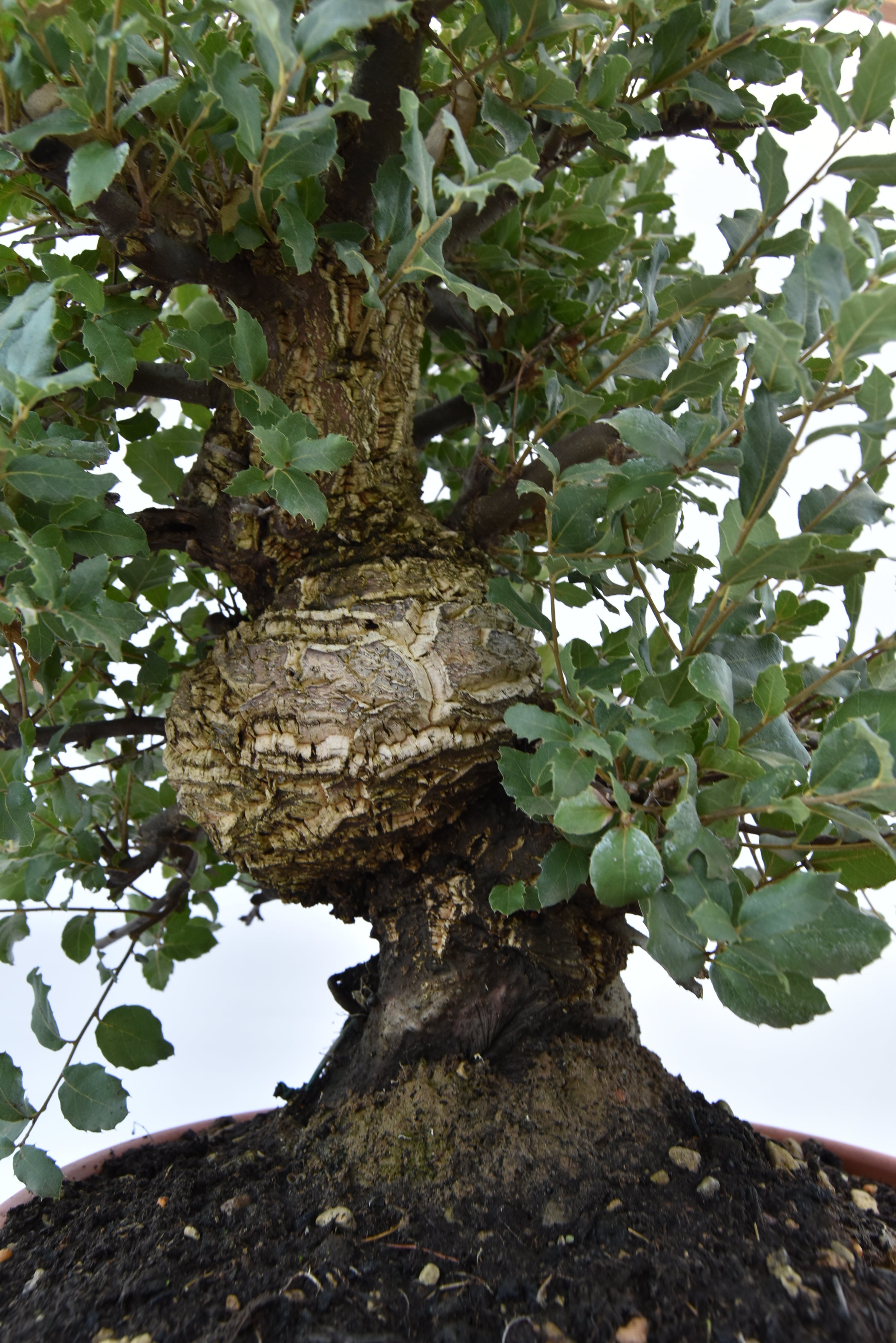 Quercia Sughera € 380 | La Gemma del bonsai