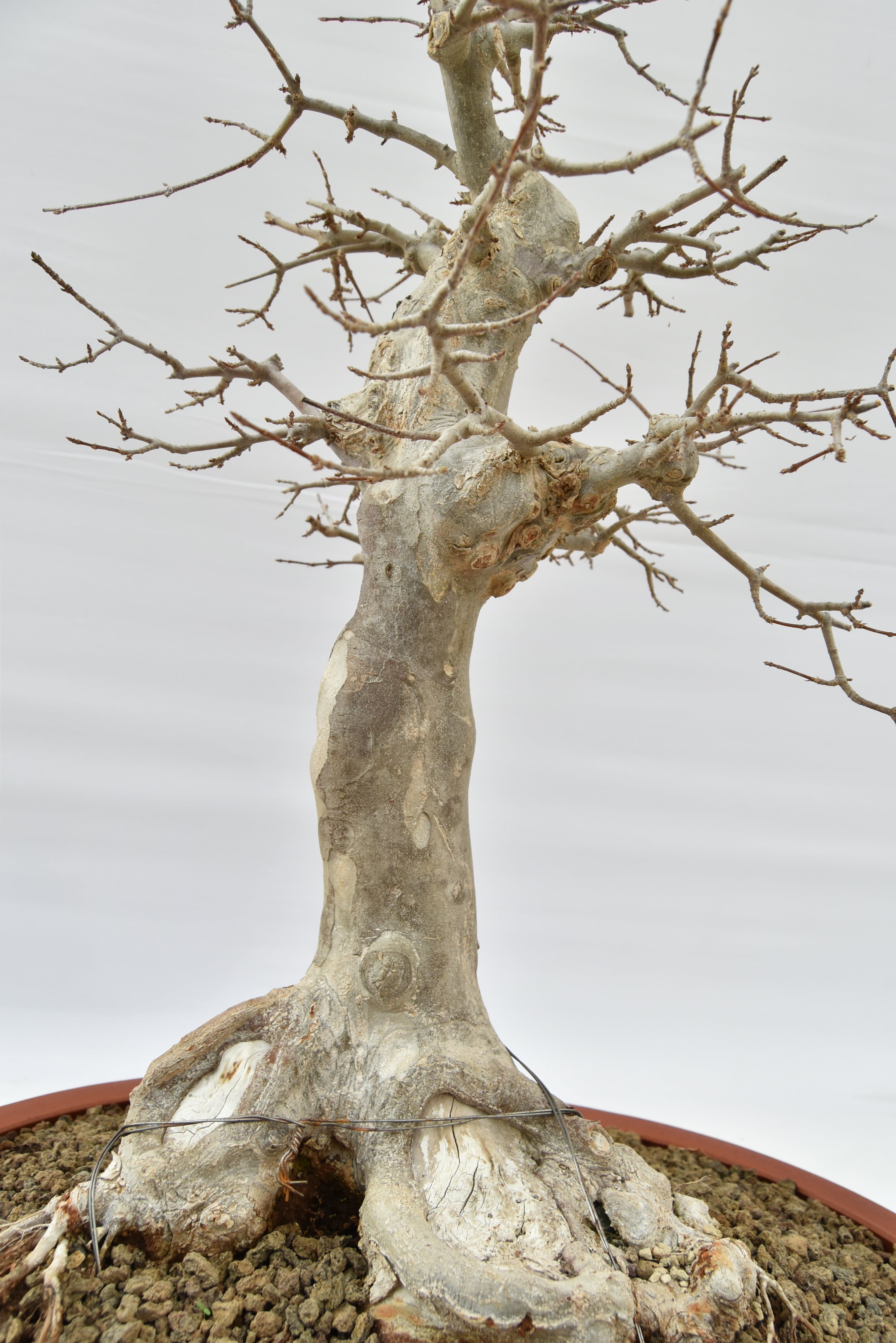 Acero Tridente € 1950 | La Gemma del bonsai
