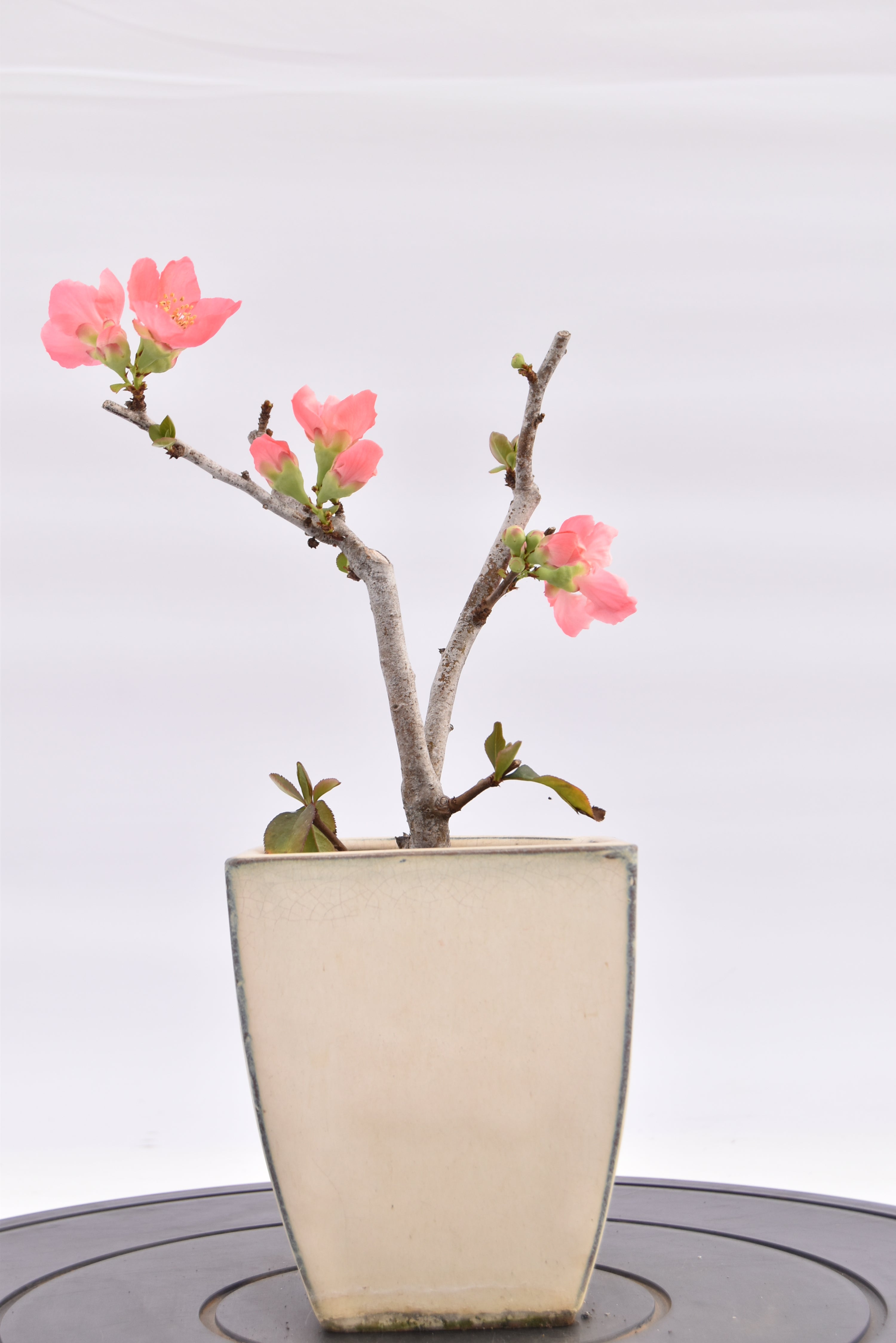 Chaenomeles €70 | La Gemma del bonsai
