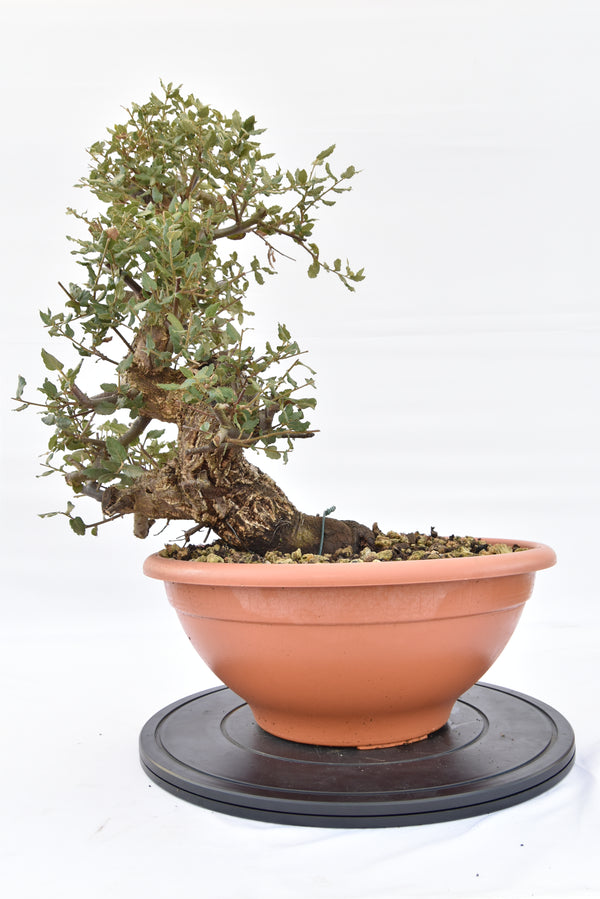 Quercia Sughera 380€ | La Gemma del bonsai