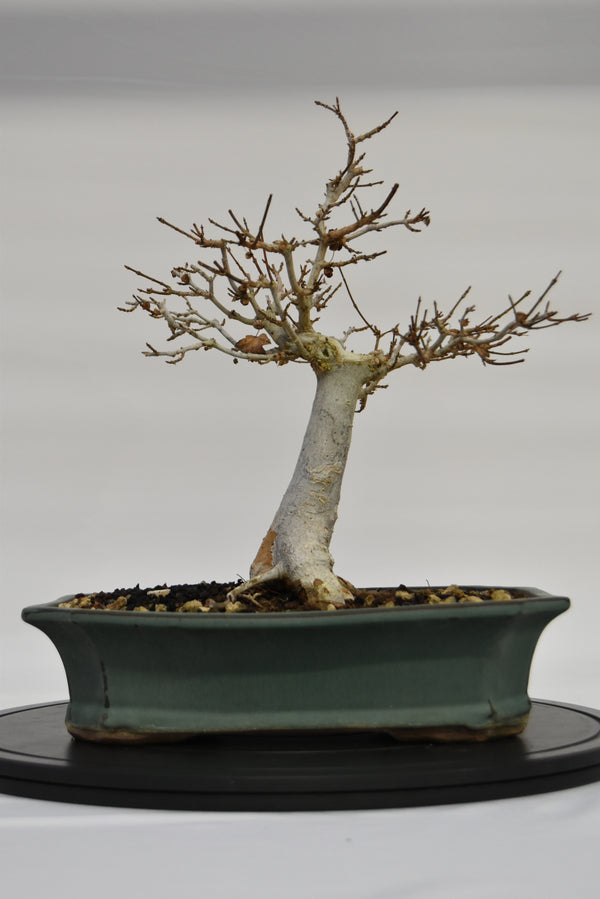 Acero Tridente € 220 | La Gemma del bonsai