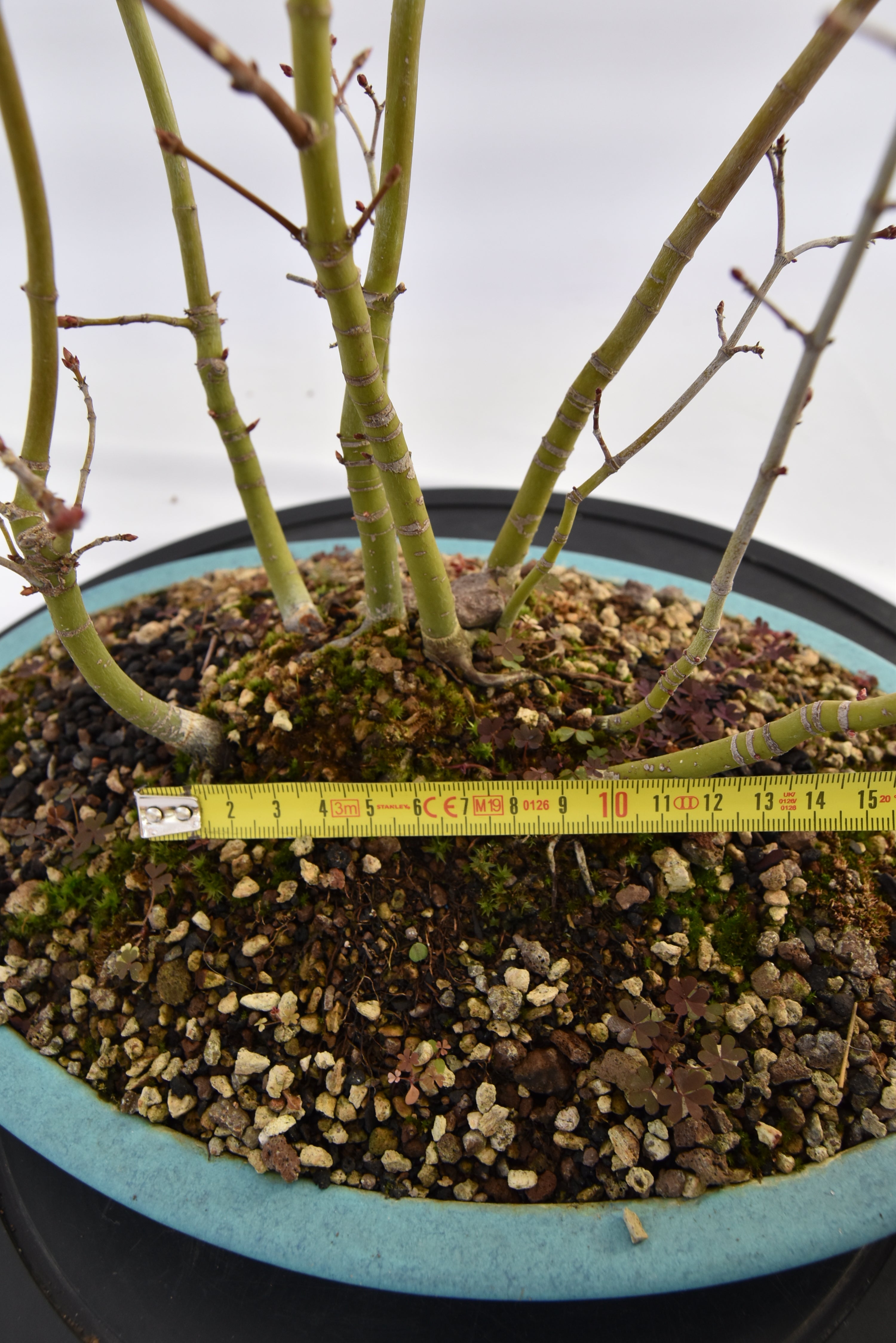 Boschetto Acero Katsura € 160 | La Gemma del bonsai