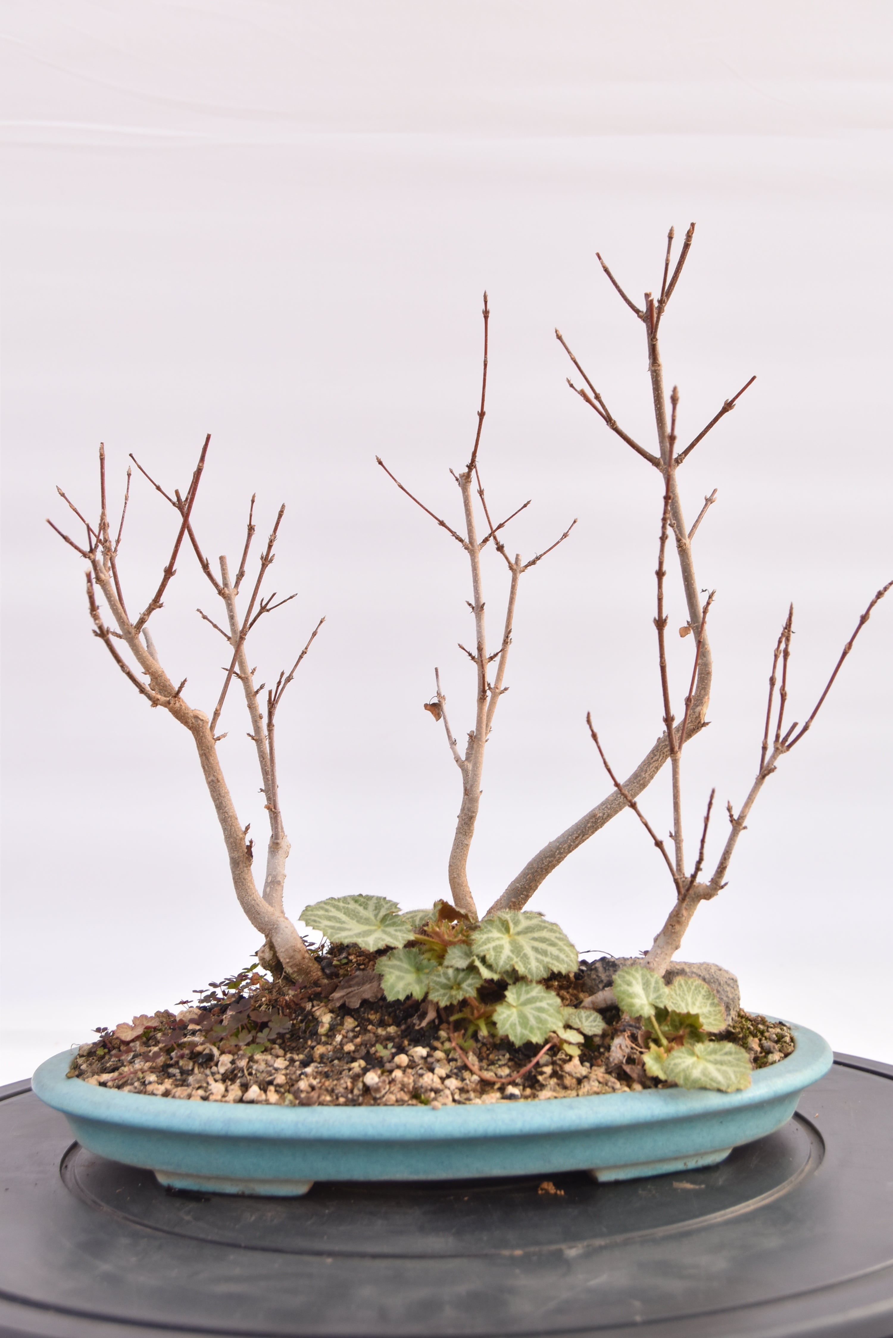 Boschetto Acero Tridente € 160 | La Gemma del bonsai